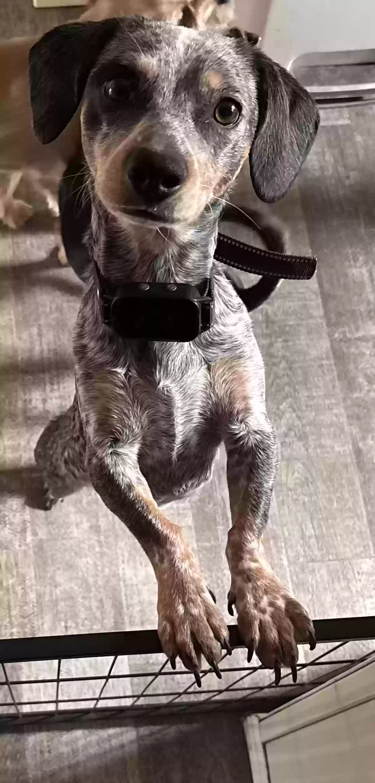 adoptable Dog in Black Canyon City,AZ named Joujou