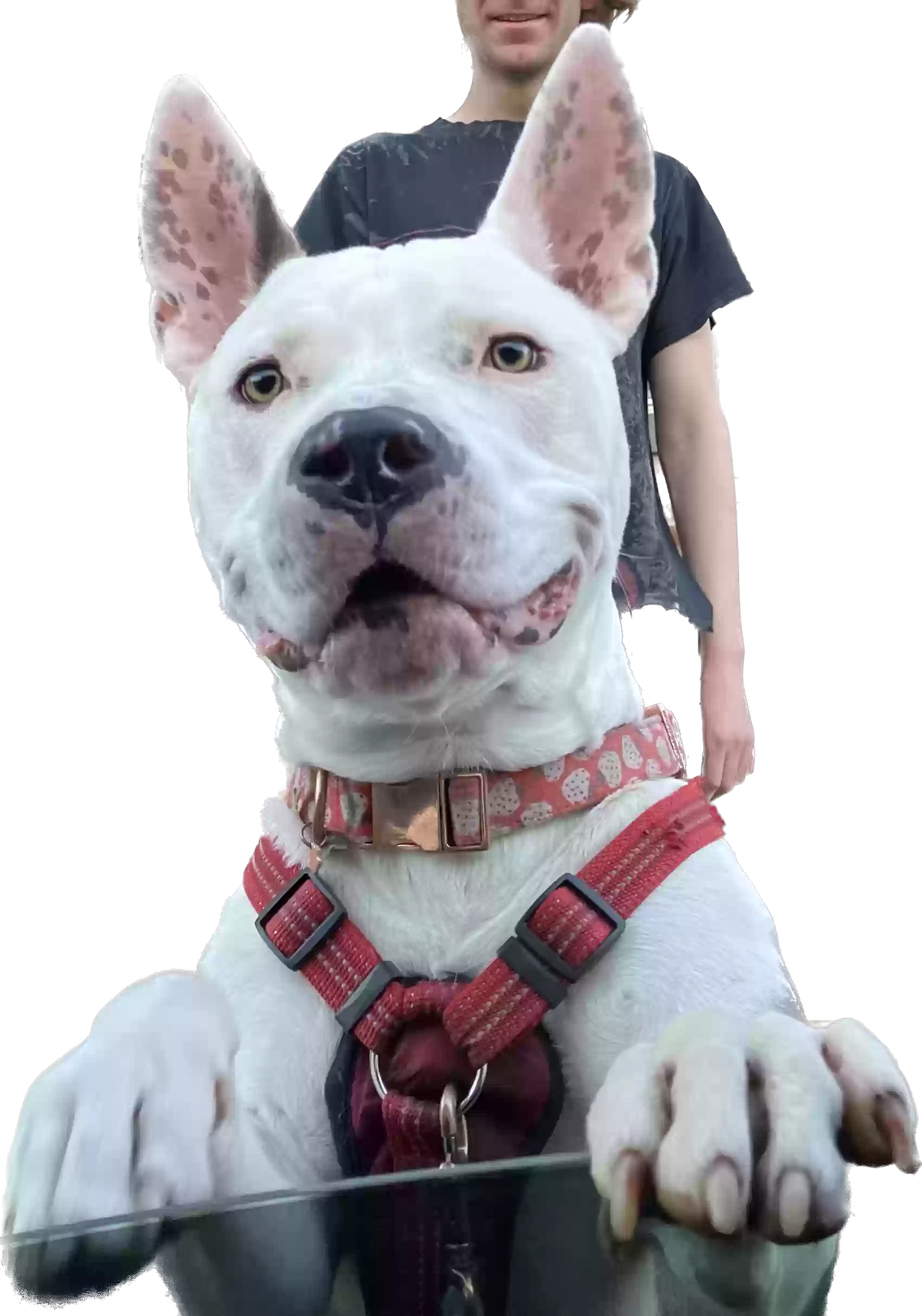 adoptable Dog in Portland,OR named Obi