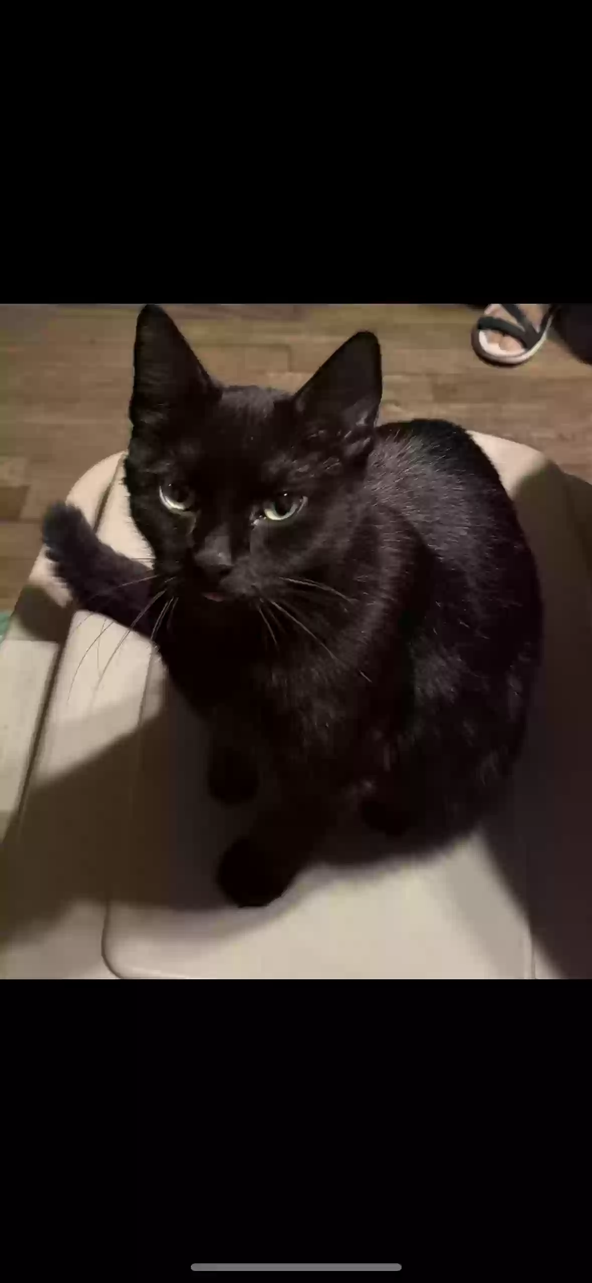 adoptable Cat in Chicago,IL named Coco