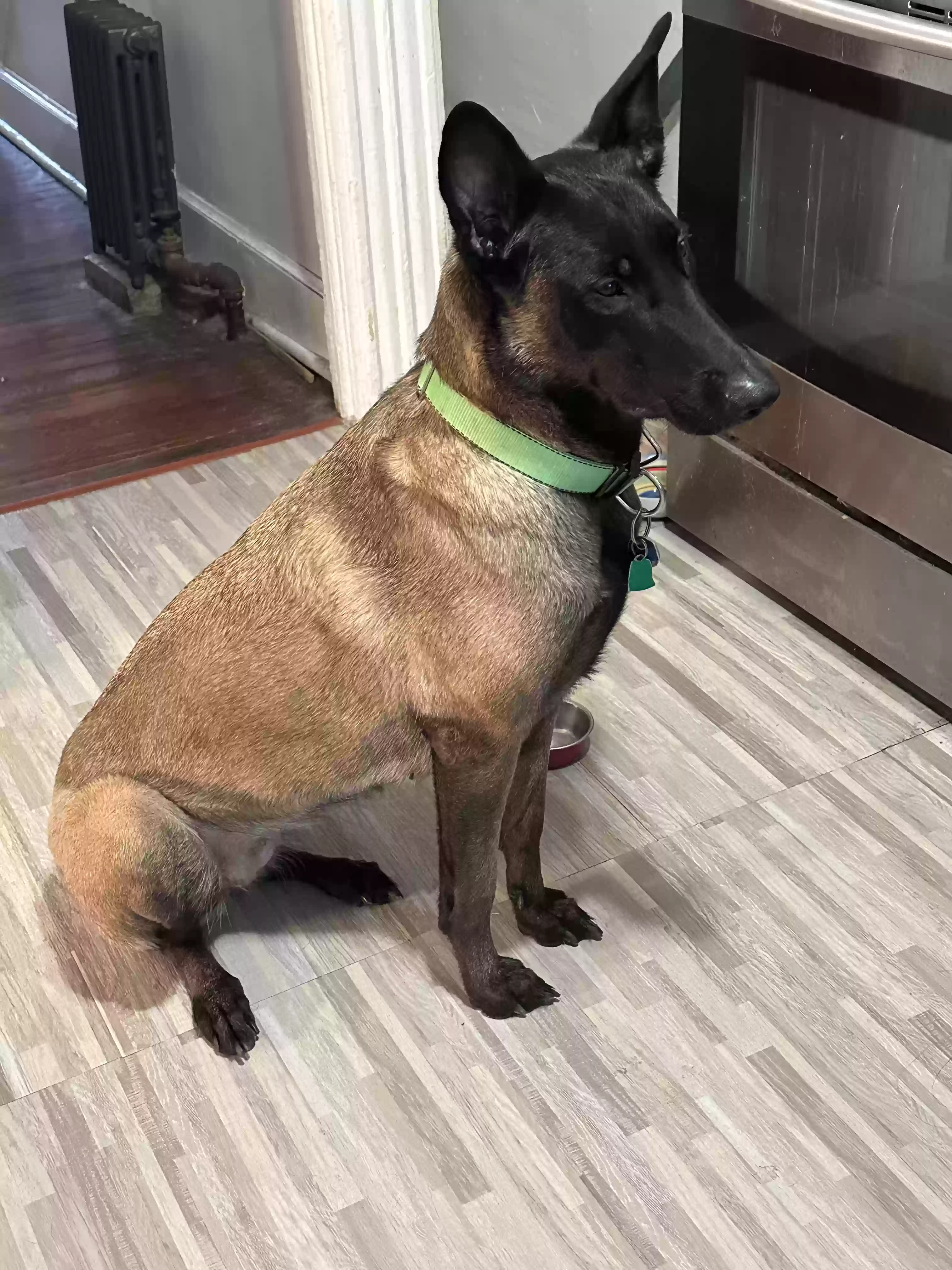 adoptable Dog in Teaneck,NJ named Nina