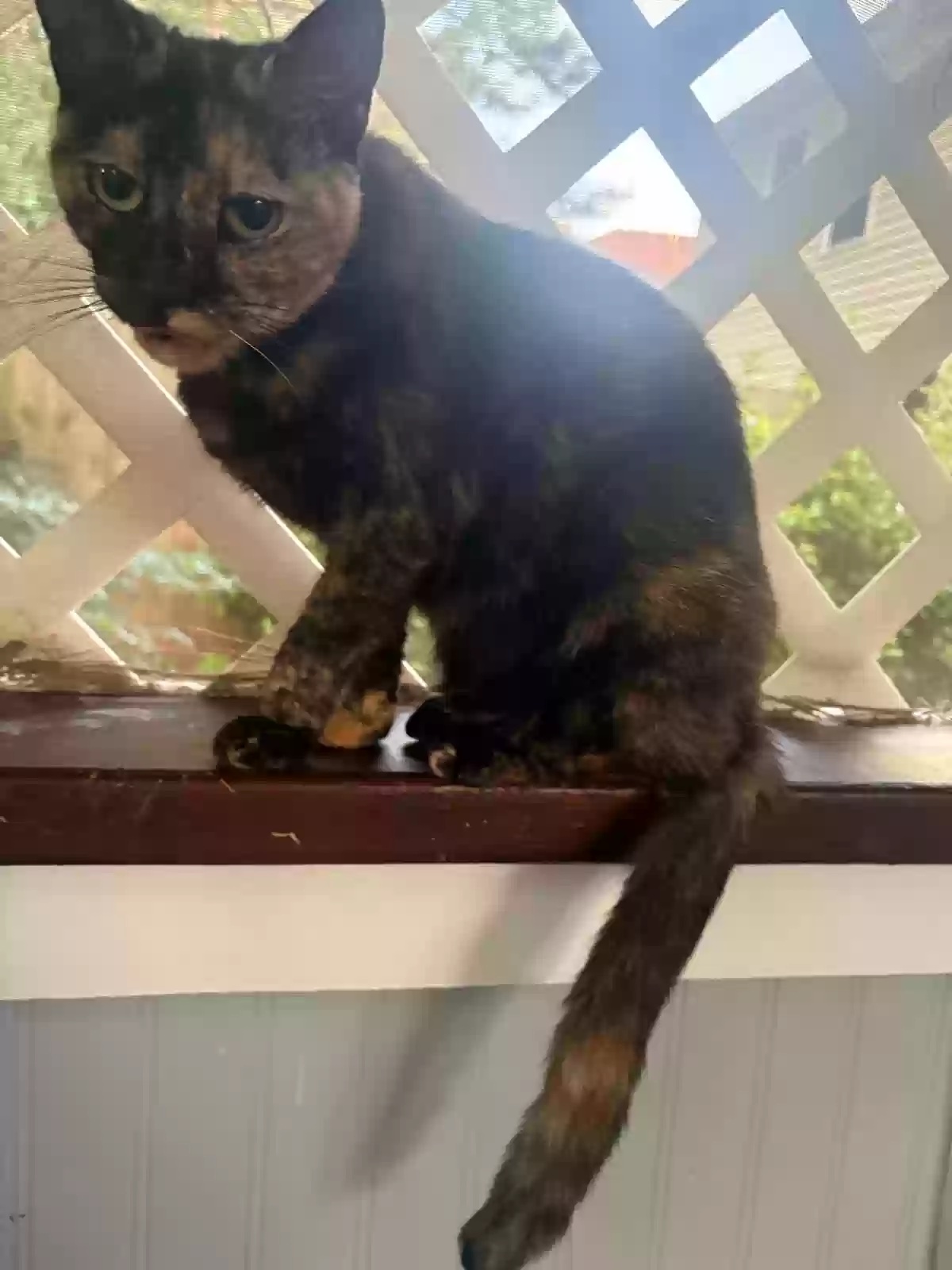 adoptable Cat in Raleigh,NC named