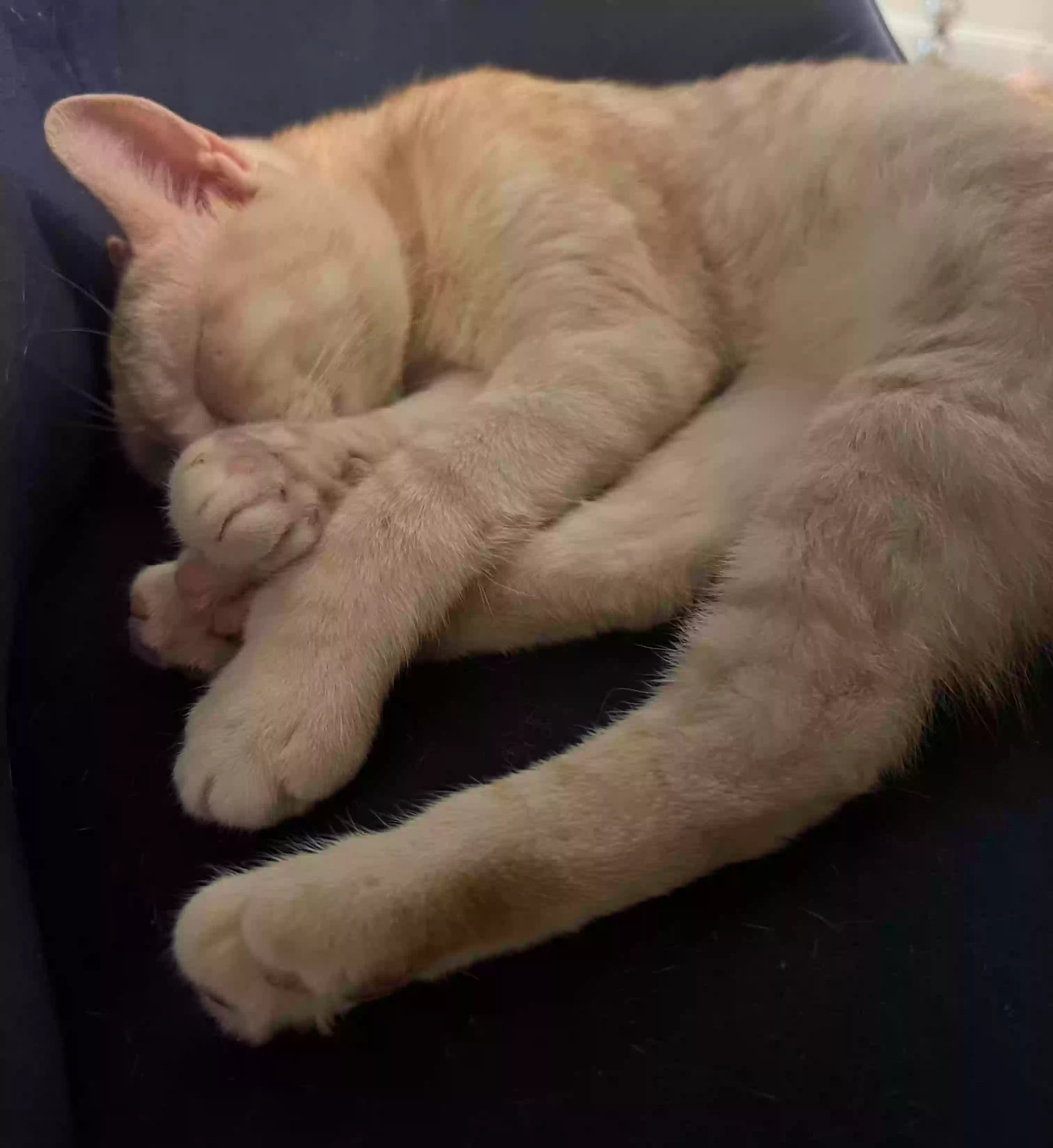 adoptable Cat in Dallas,TX named Atticus
