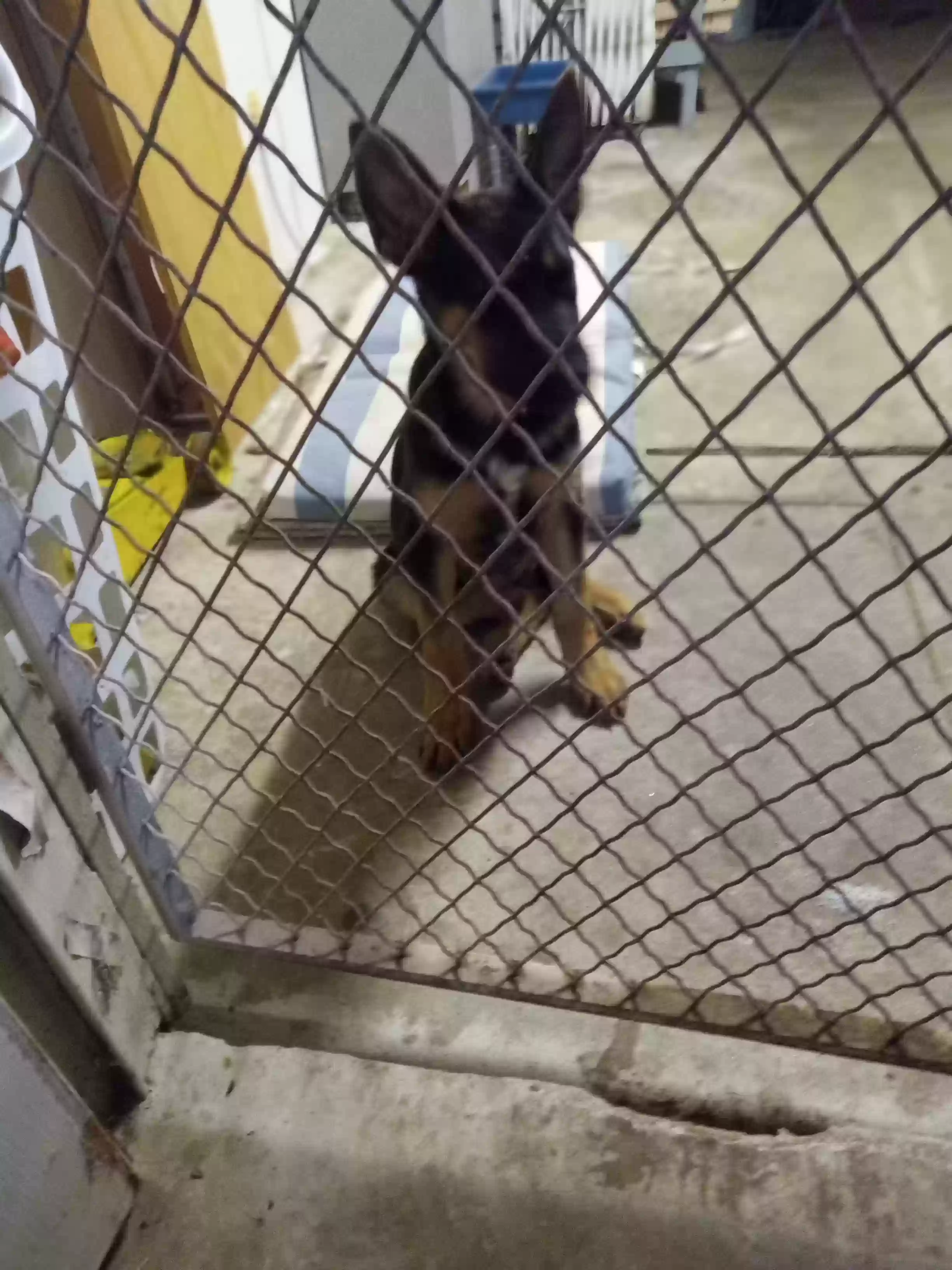 adoptable Dog in Fresno,CA named unsure