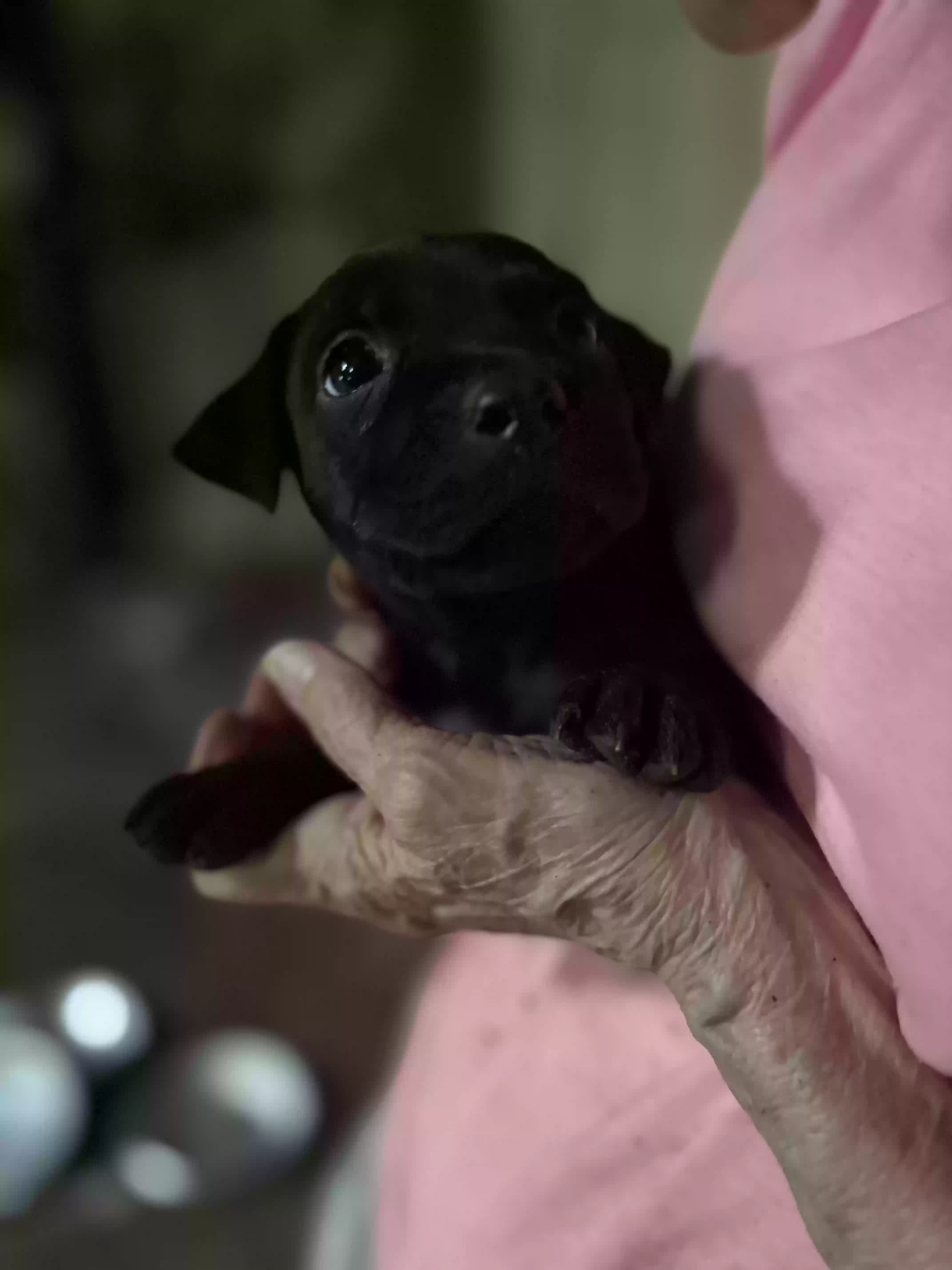 adoptable Dog in Little Rock,AR named I have a mommy, daddy, and ten puppies that were dumped on me. I live at a dead end road on a mounta