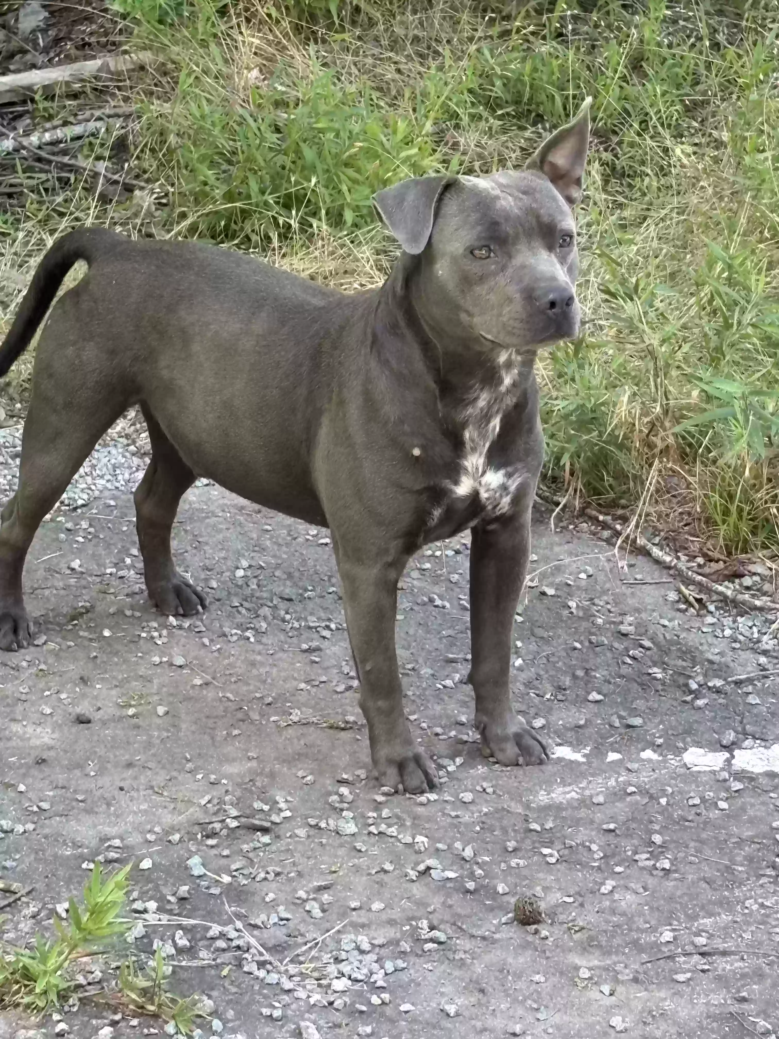 adoptable Dog in Little Rock,AR named Daddy dog
