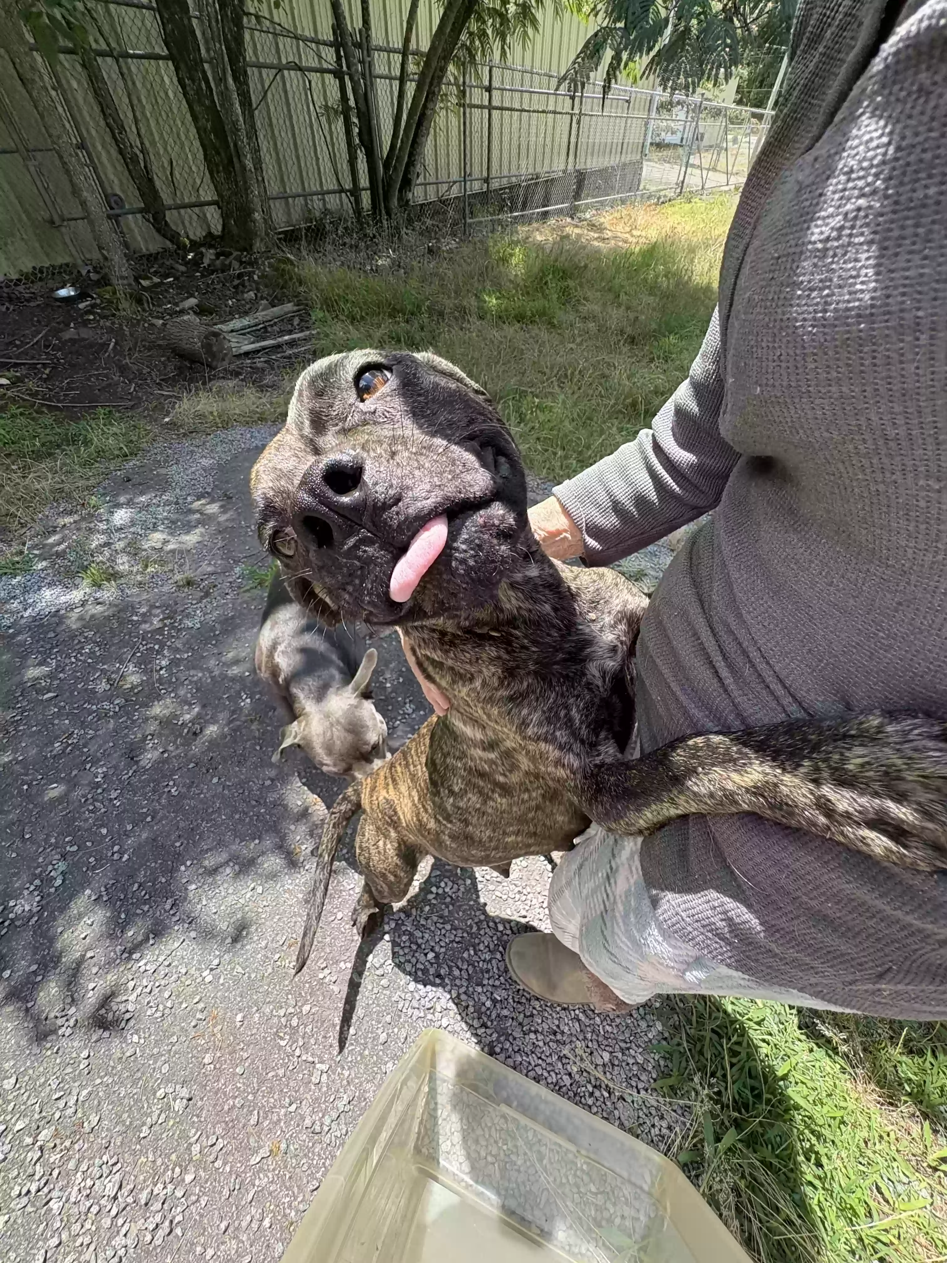 adoptable Dog in Little Rock,AR named Momma dog