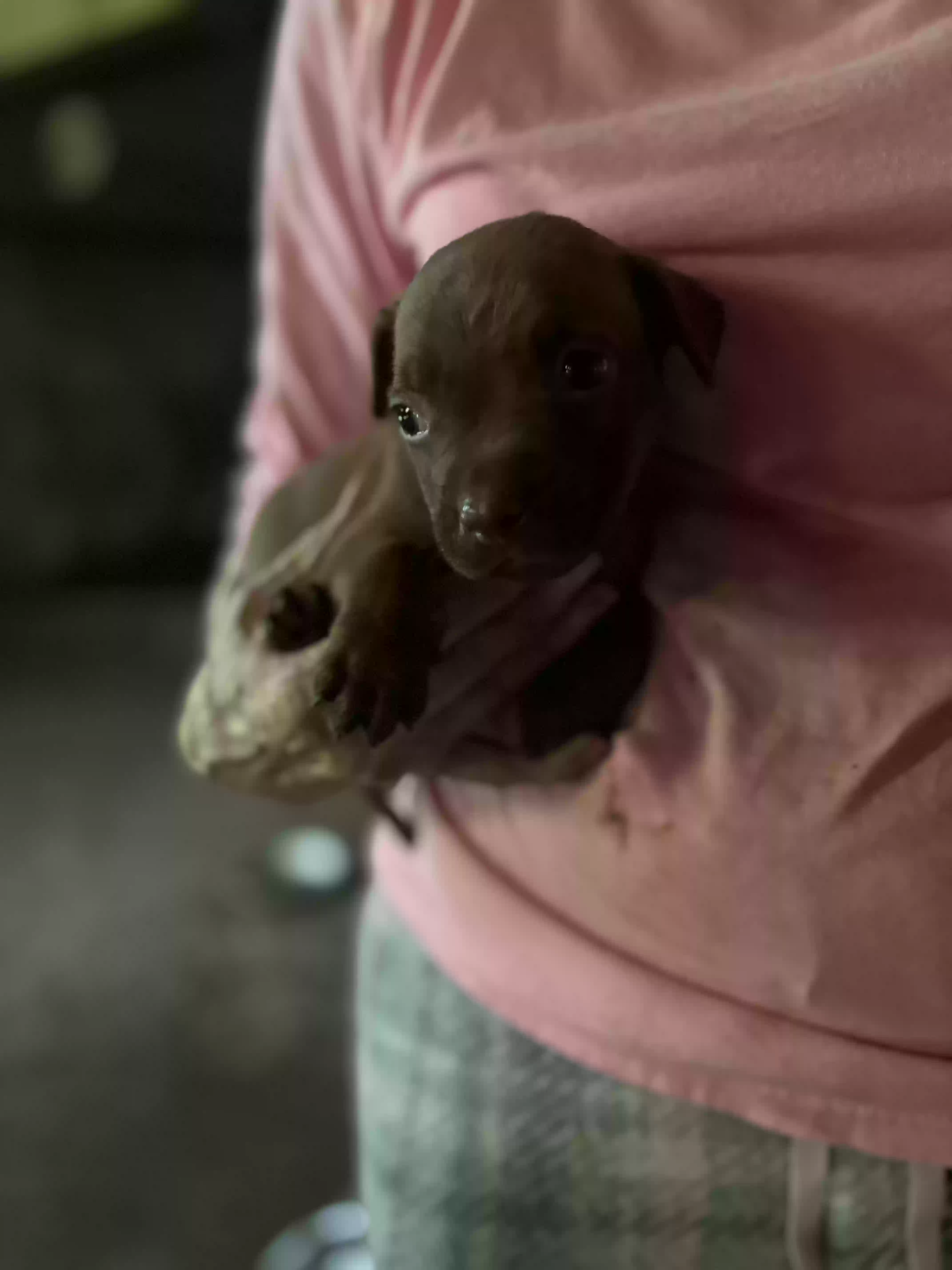 adoptable Dog in Little Rock,AR named Rex