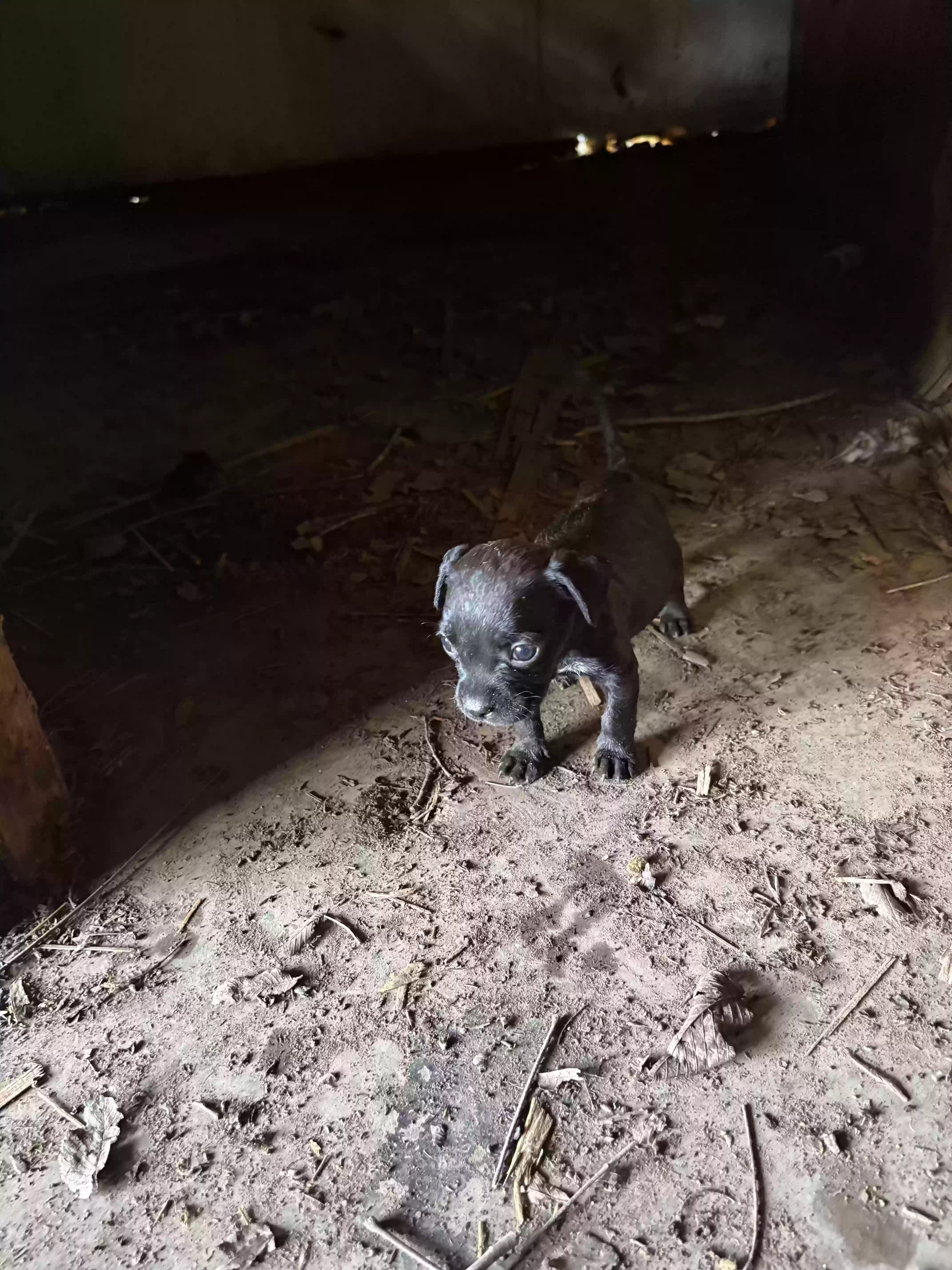 adoptable Dog in Little Rock,AR named