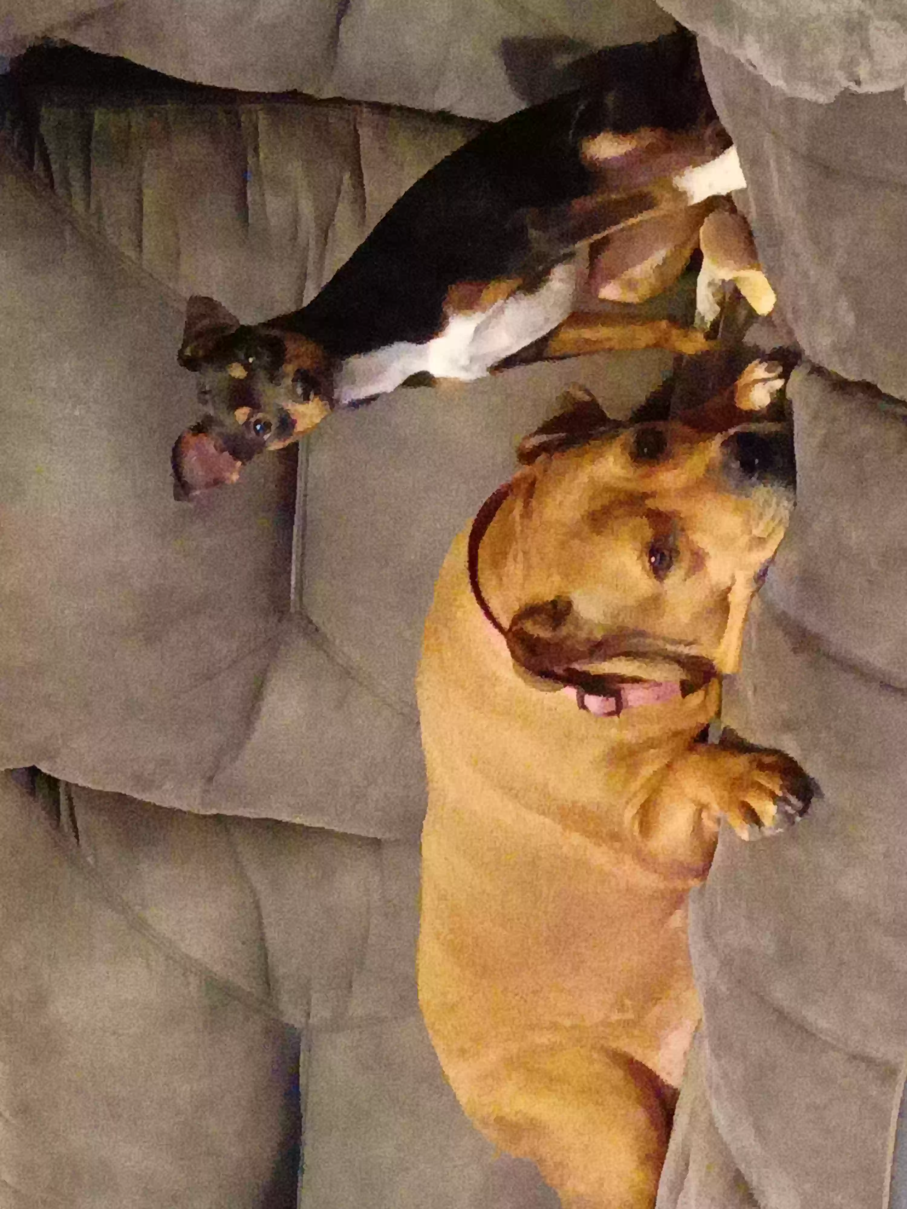 adoptable Dog in Roanoke Rapids,NC named Xena and Tipsy
