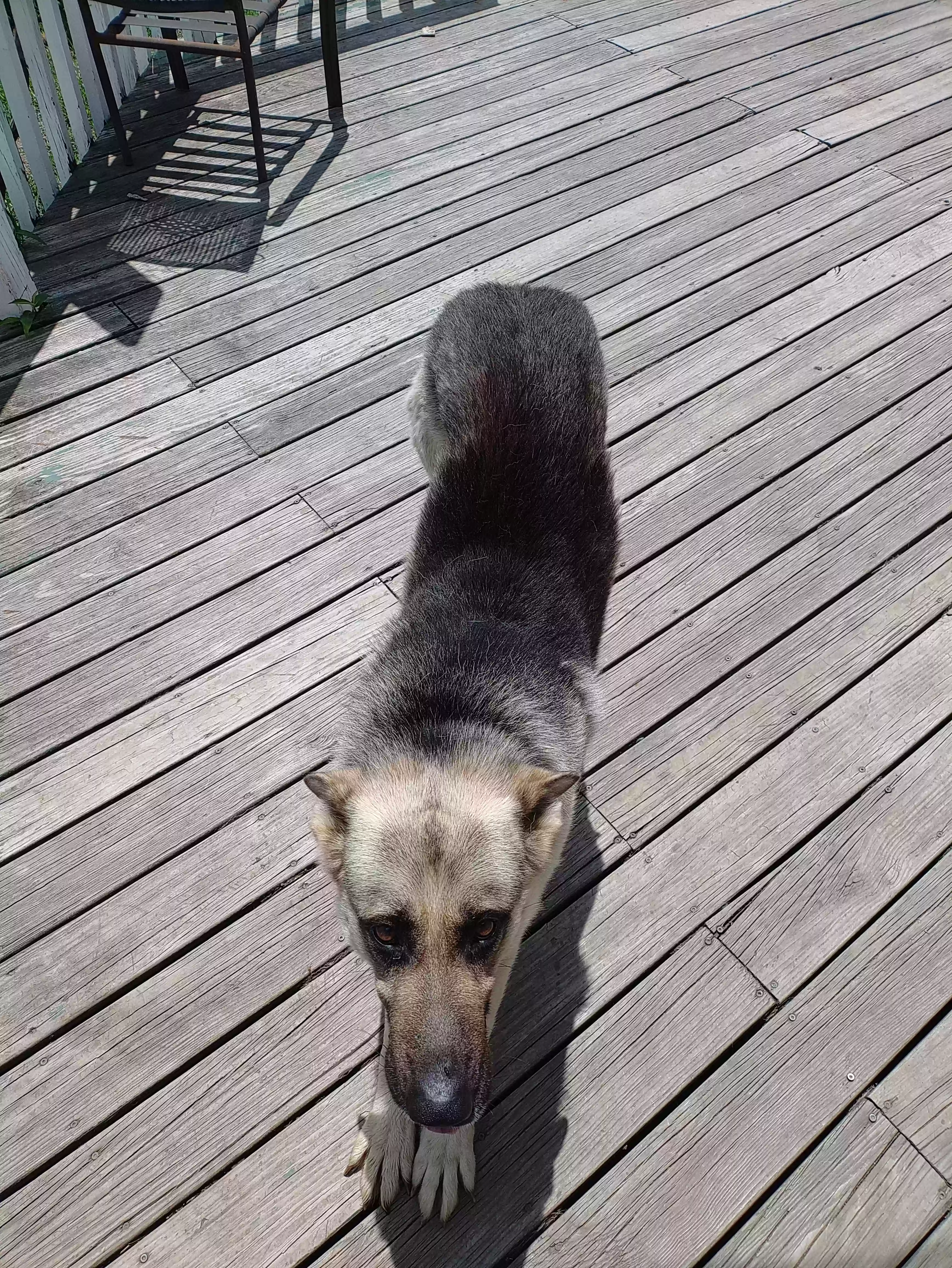 adoptable Dog in Chariton,IA named Ruger