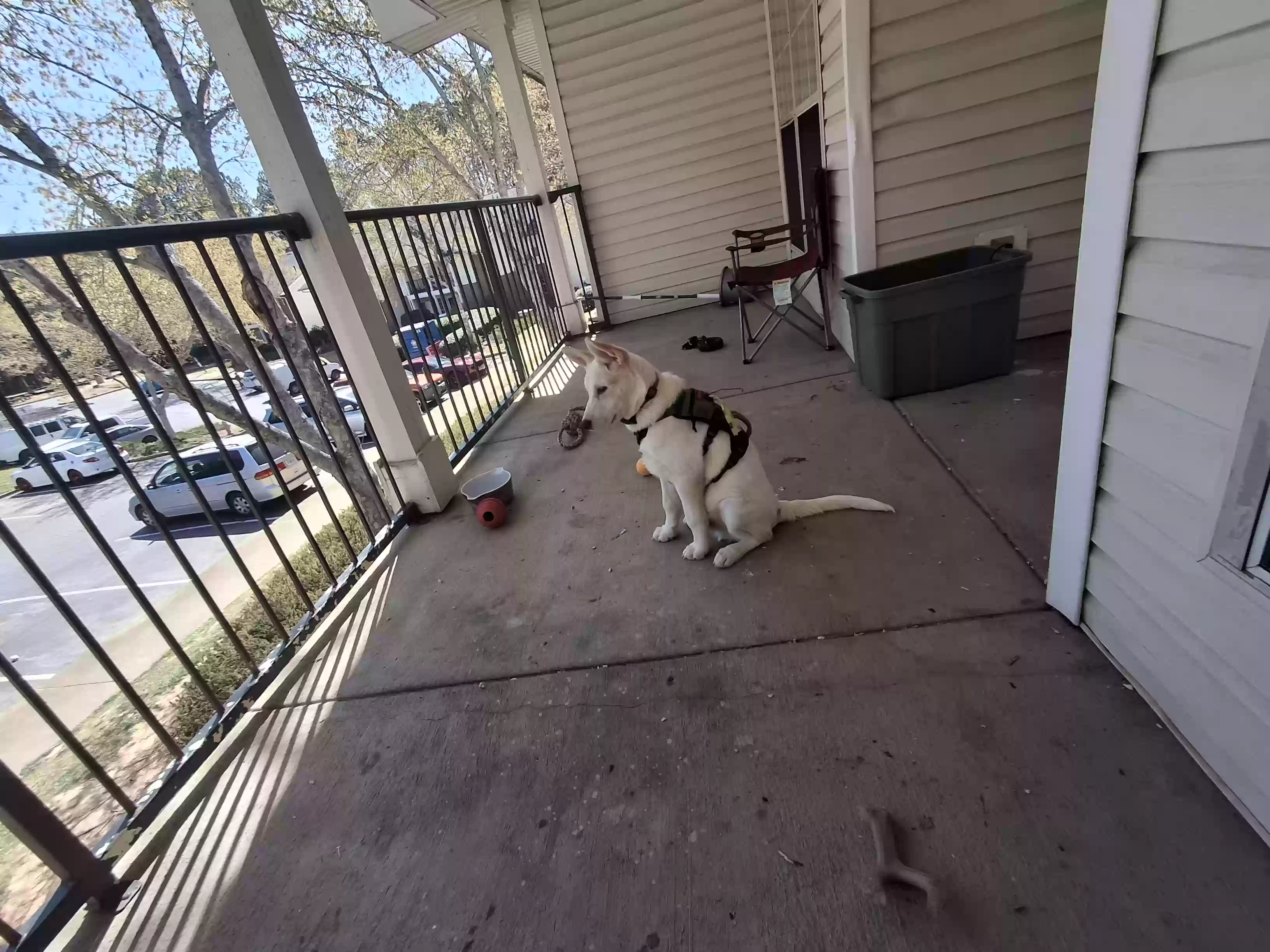 adoptable Dog in Canton,GA named Loki