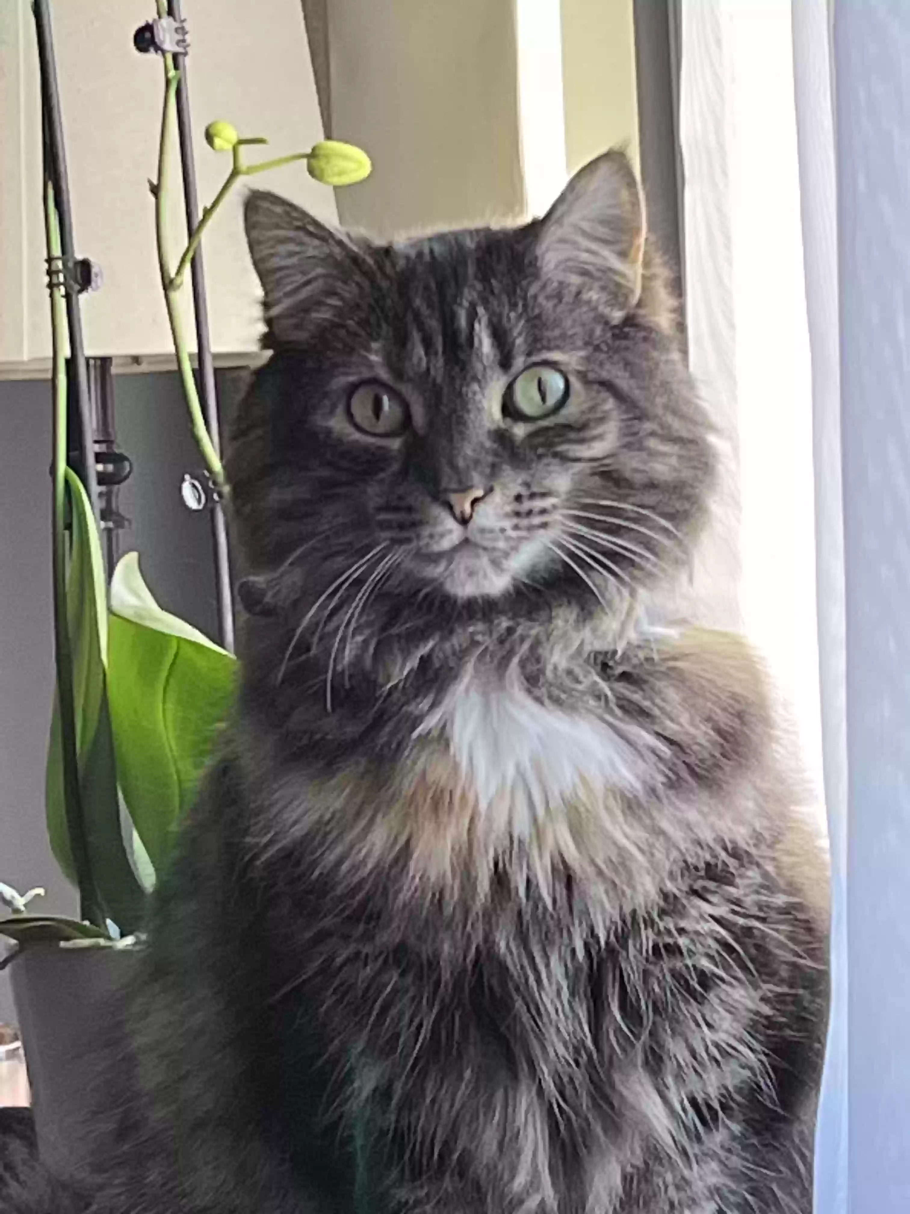 adoptable Cat in Cary,NC named Stevie Nicks