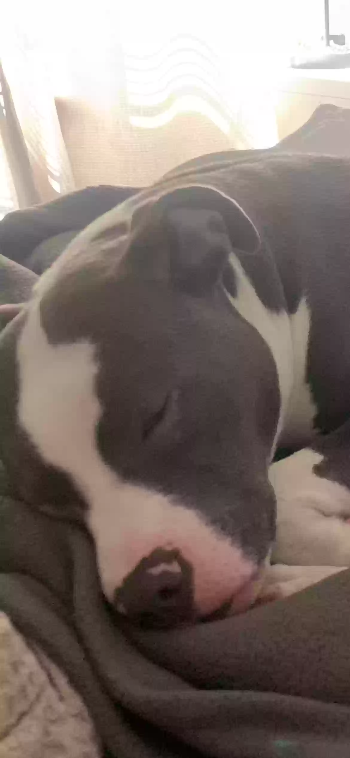 adoptable Dog in Upland,CA named Heaven