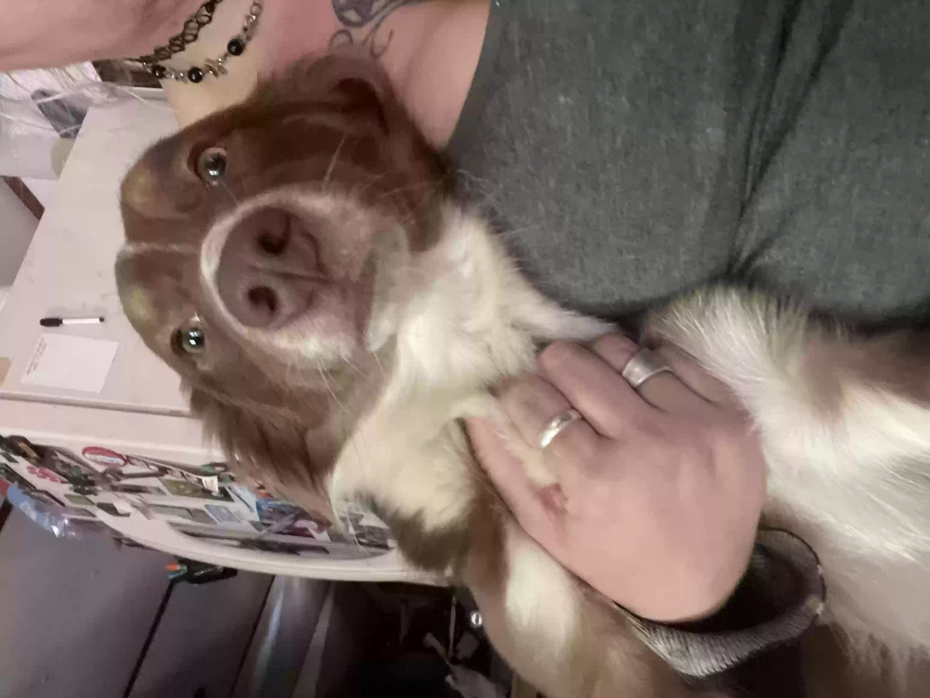 adoptable Dog in Dawsonville,GA named Gracie