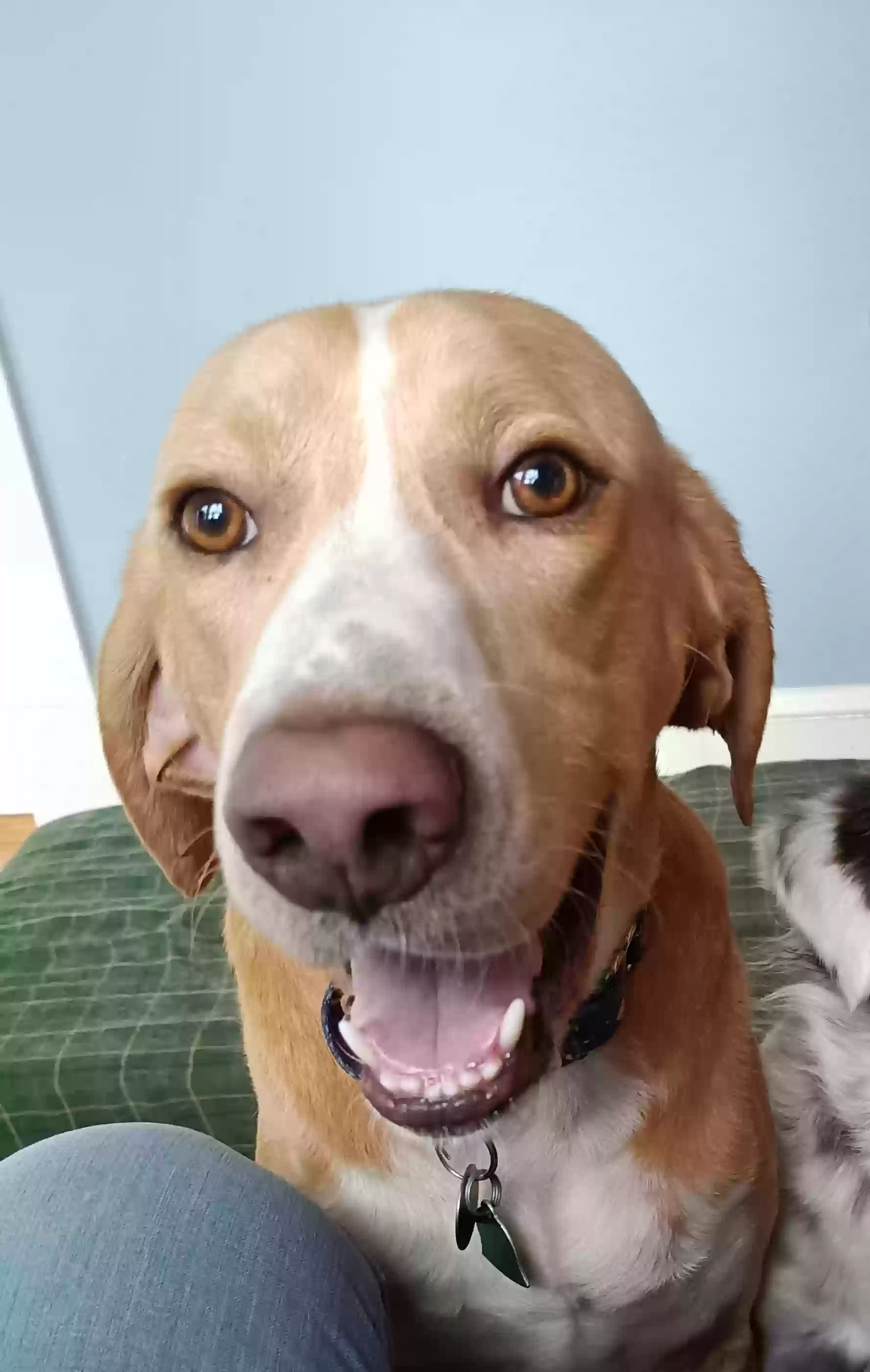 adoptable Dog in Herndon,VA named Bean