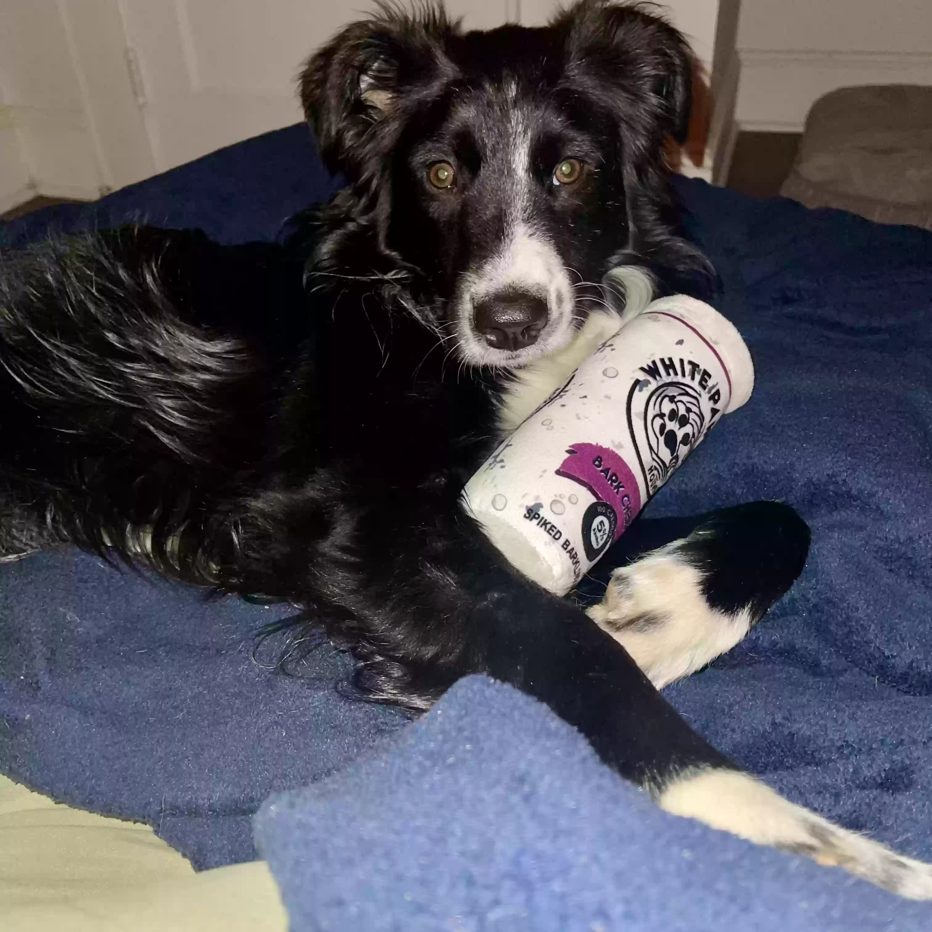 adoptable Dog in Charlotte,NC named Carl