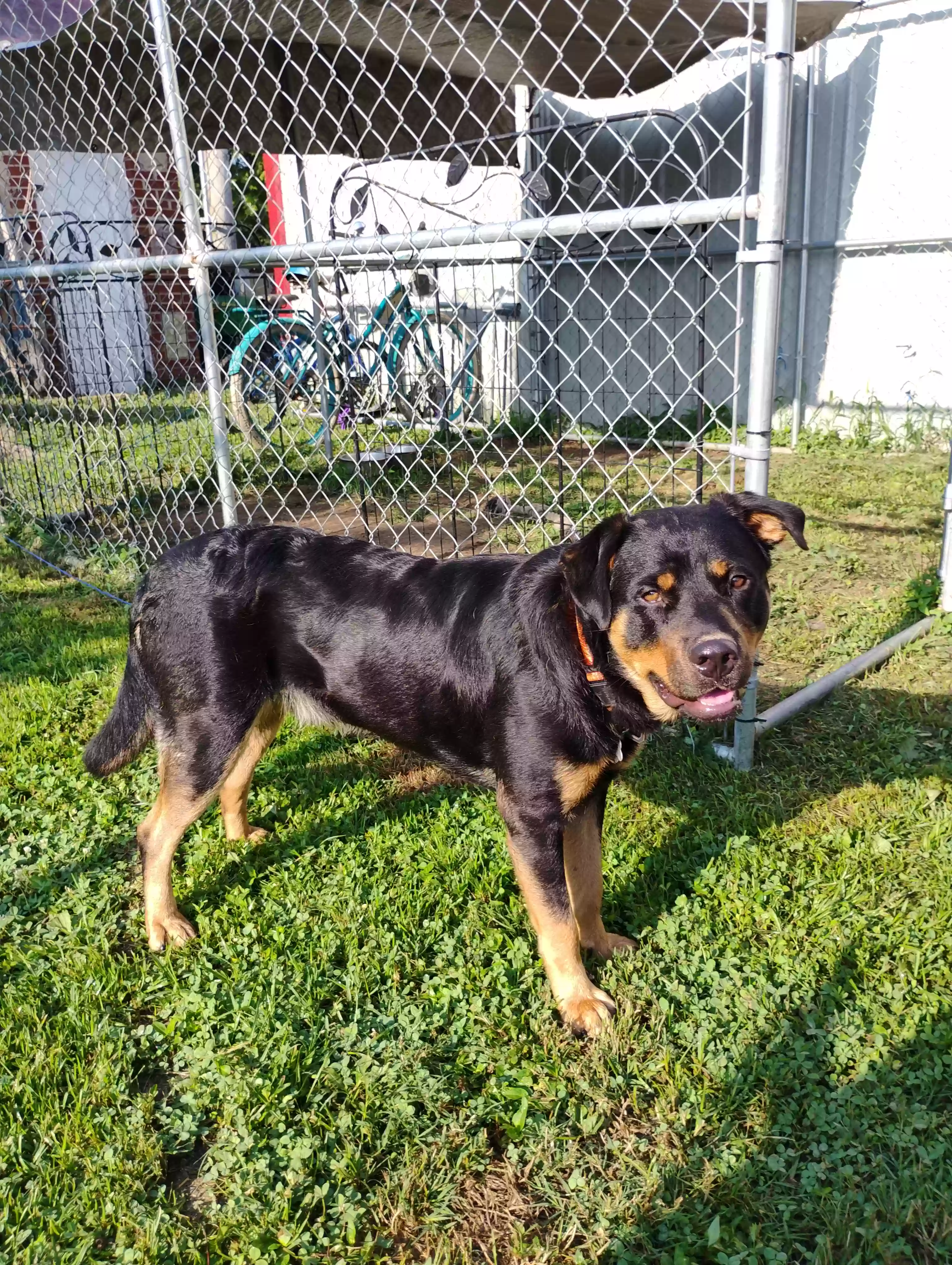 adoptable Dog in Mountain Home,AR named Sarge