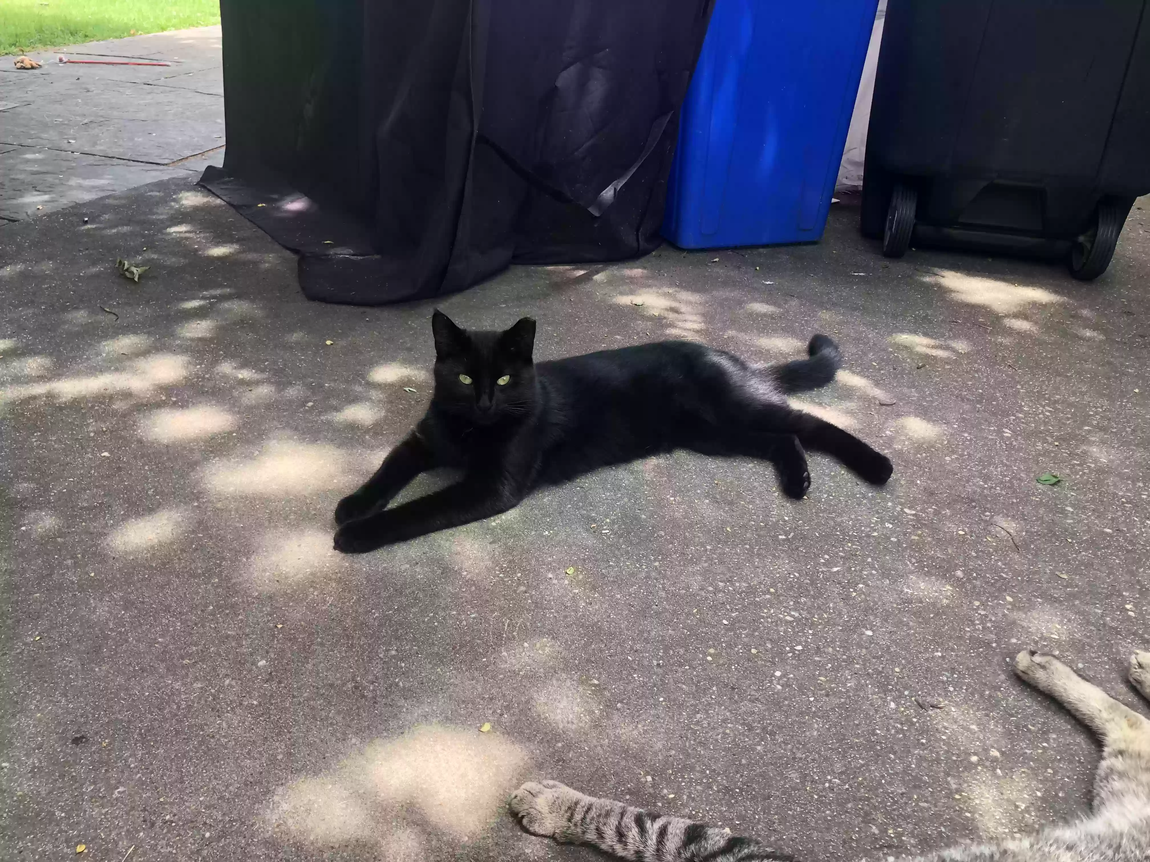 adoptable Cat in Rockville,MD named Tockie, Luna & Barry