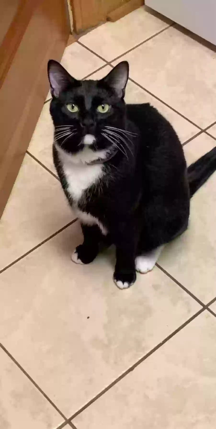 adoptable Cat in Greenville,SC named Loki