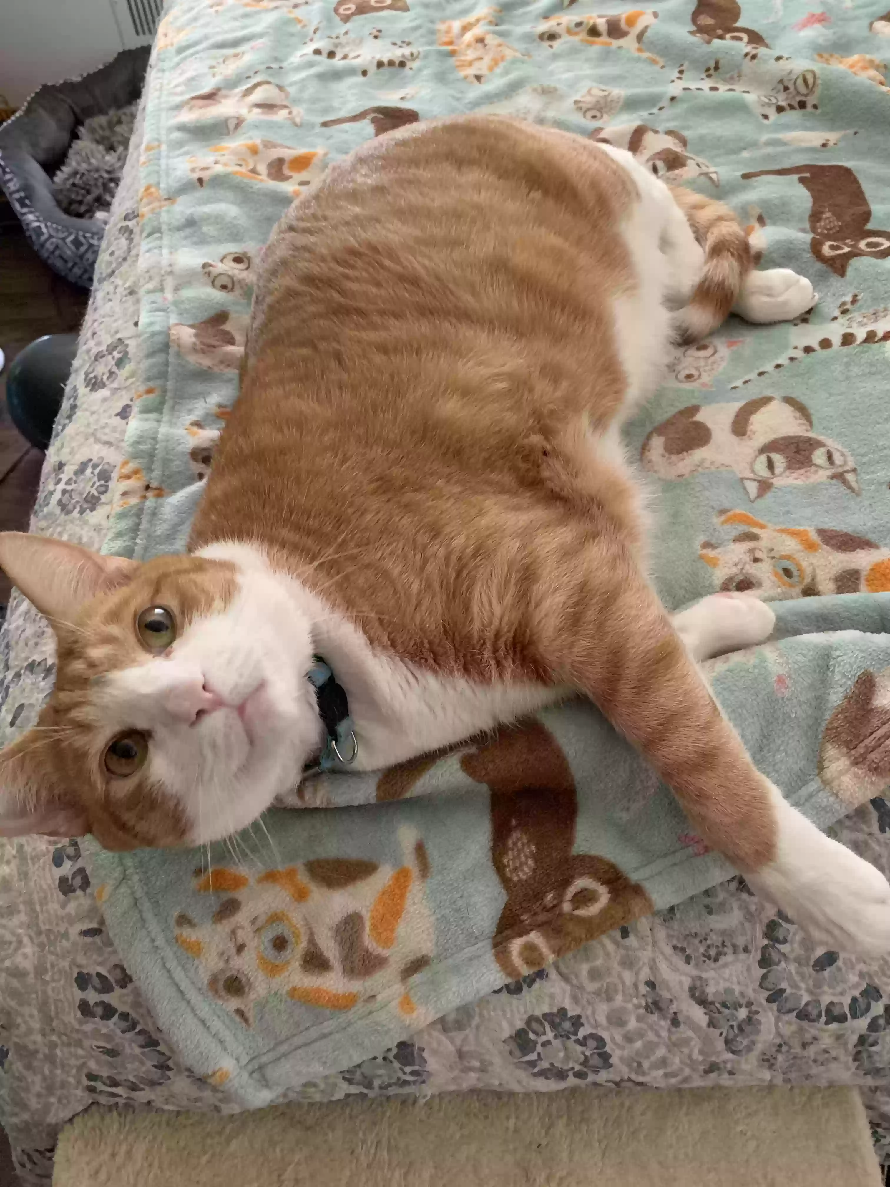 adoptable Cat in Greenville,SC named Odin