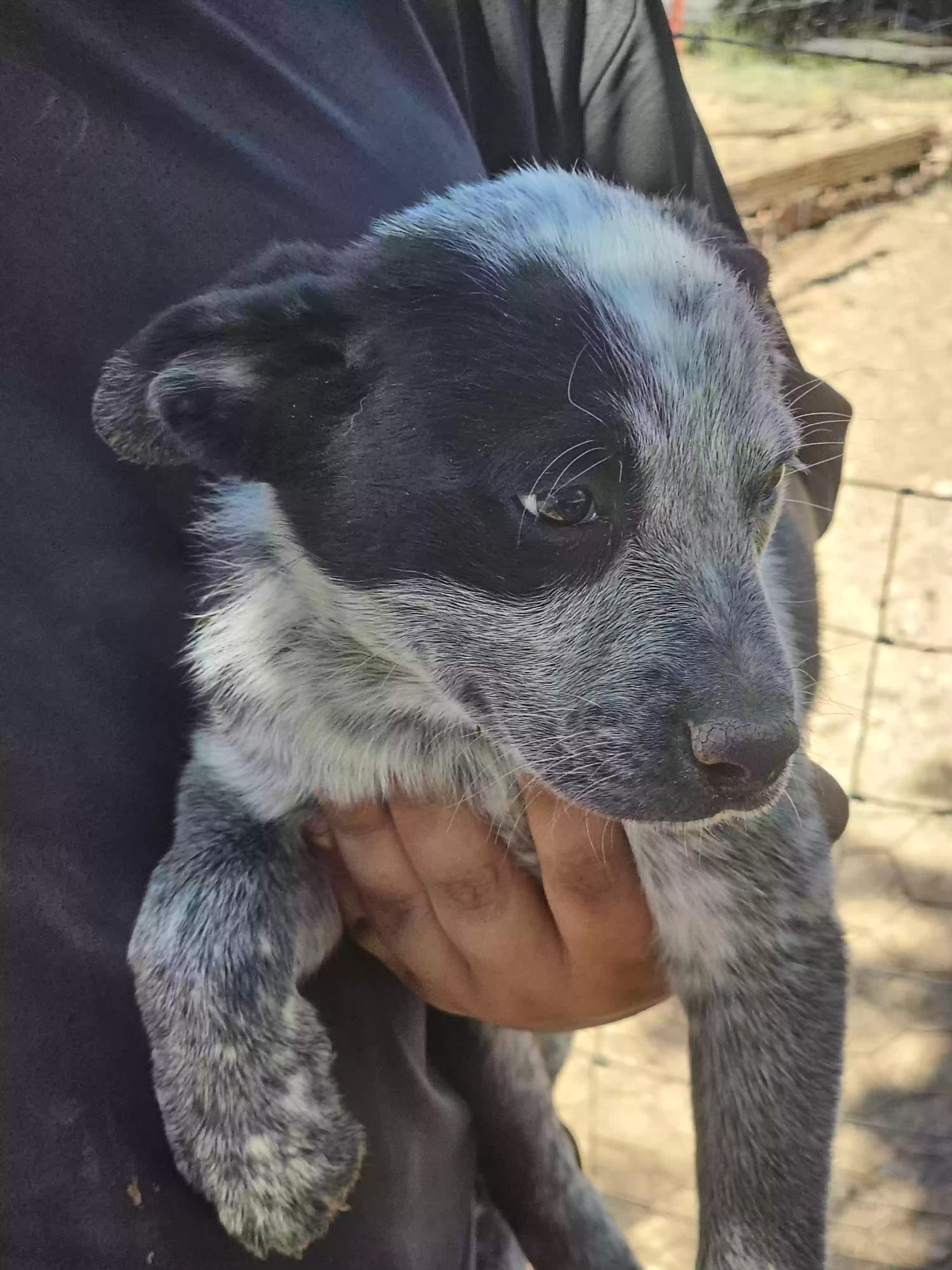 adoptable Dog in Seligman,AZ named None