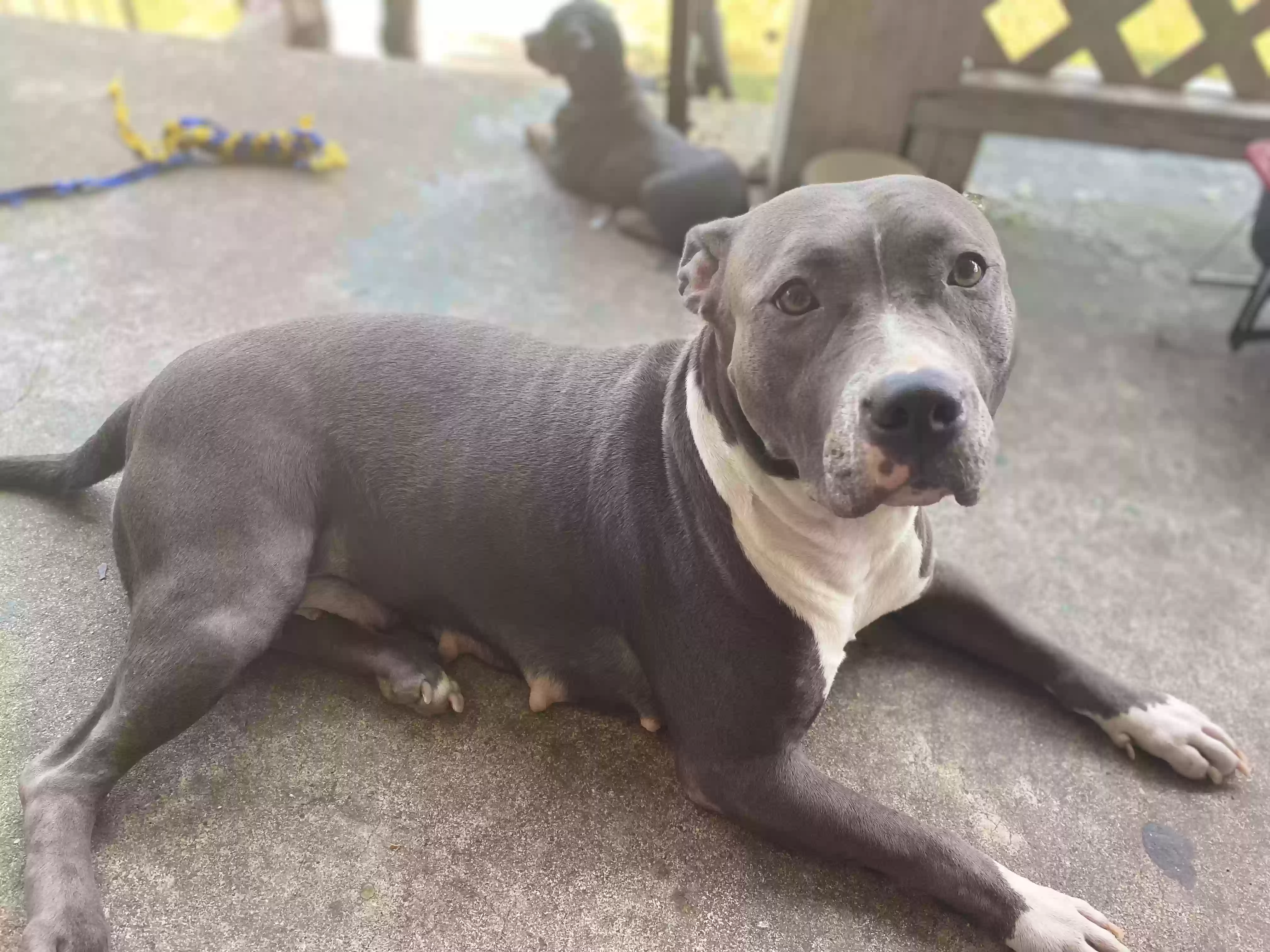 adoptable Dog in Raleigh,NC named Sage