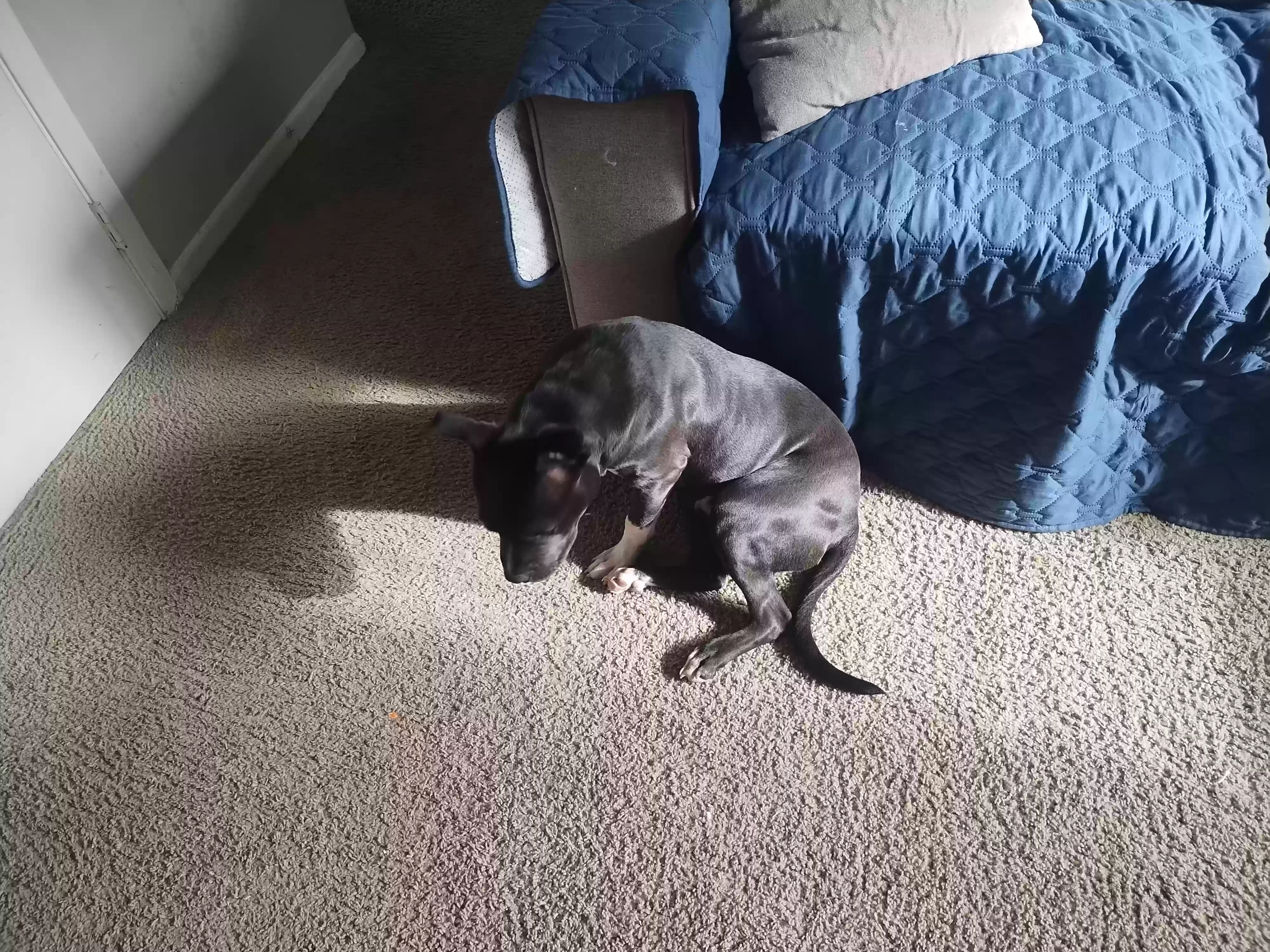 adoptable Dog in Avondale Estates,GA named Bentley