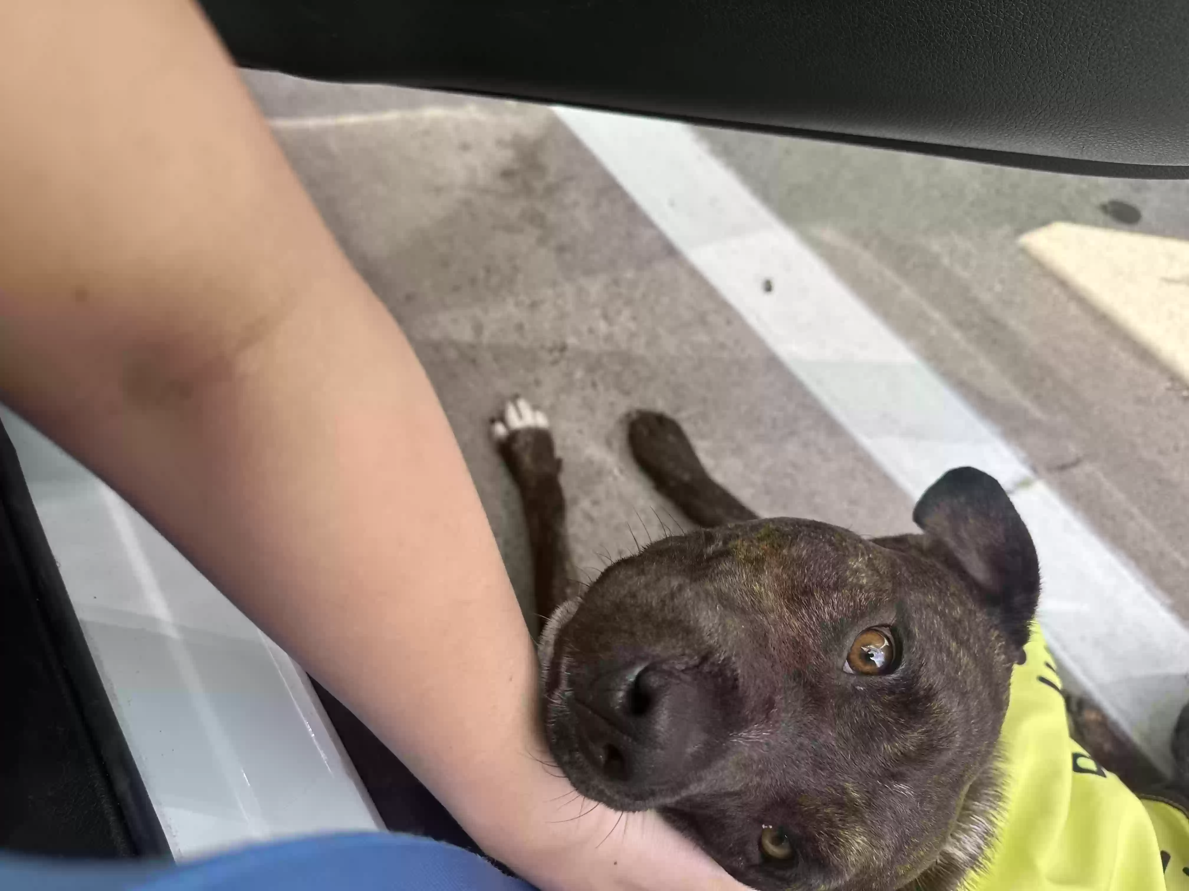 adoptable Dog in Austin,TX named Tango