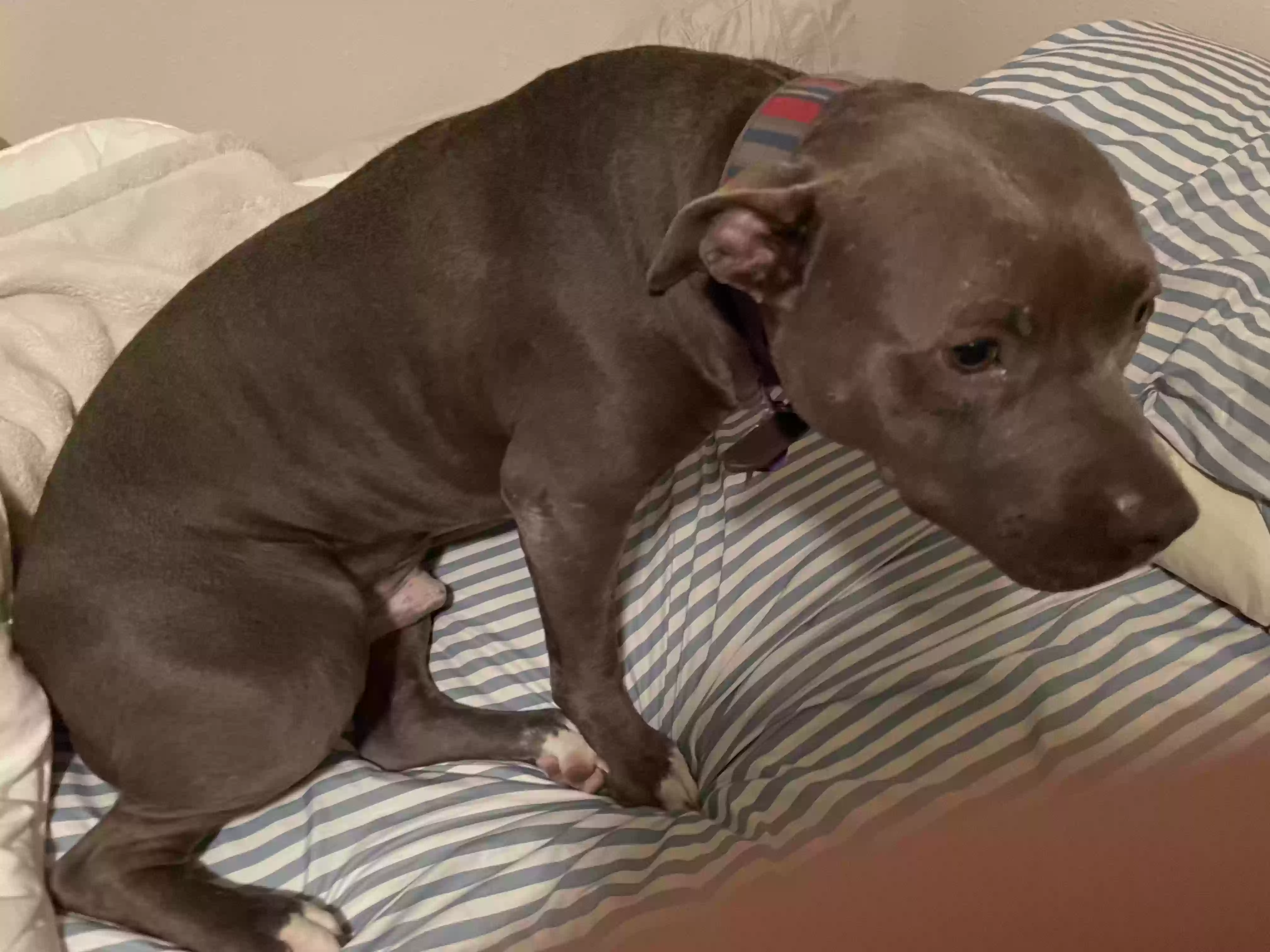 adoptable Dog in Houston,TX named Doc