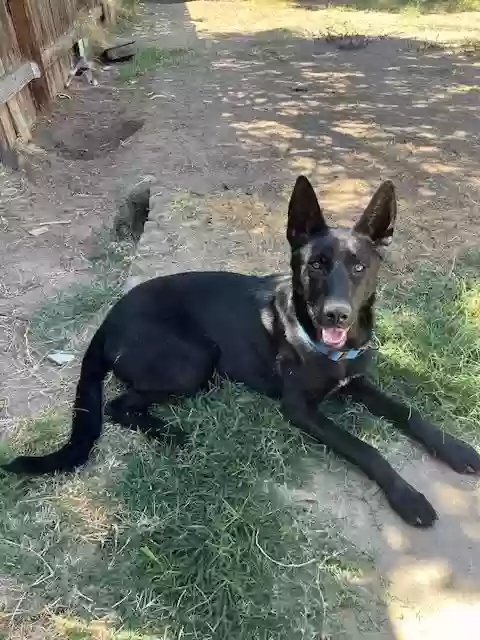 adoptable Dog in Fresno,CA named Rex