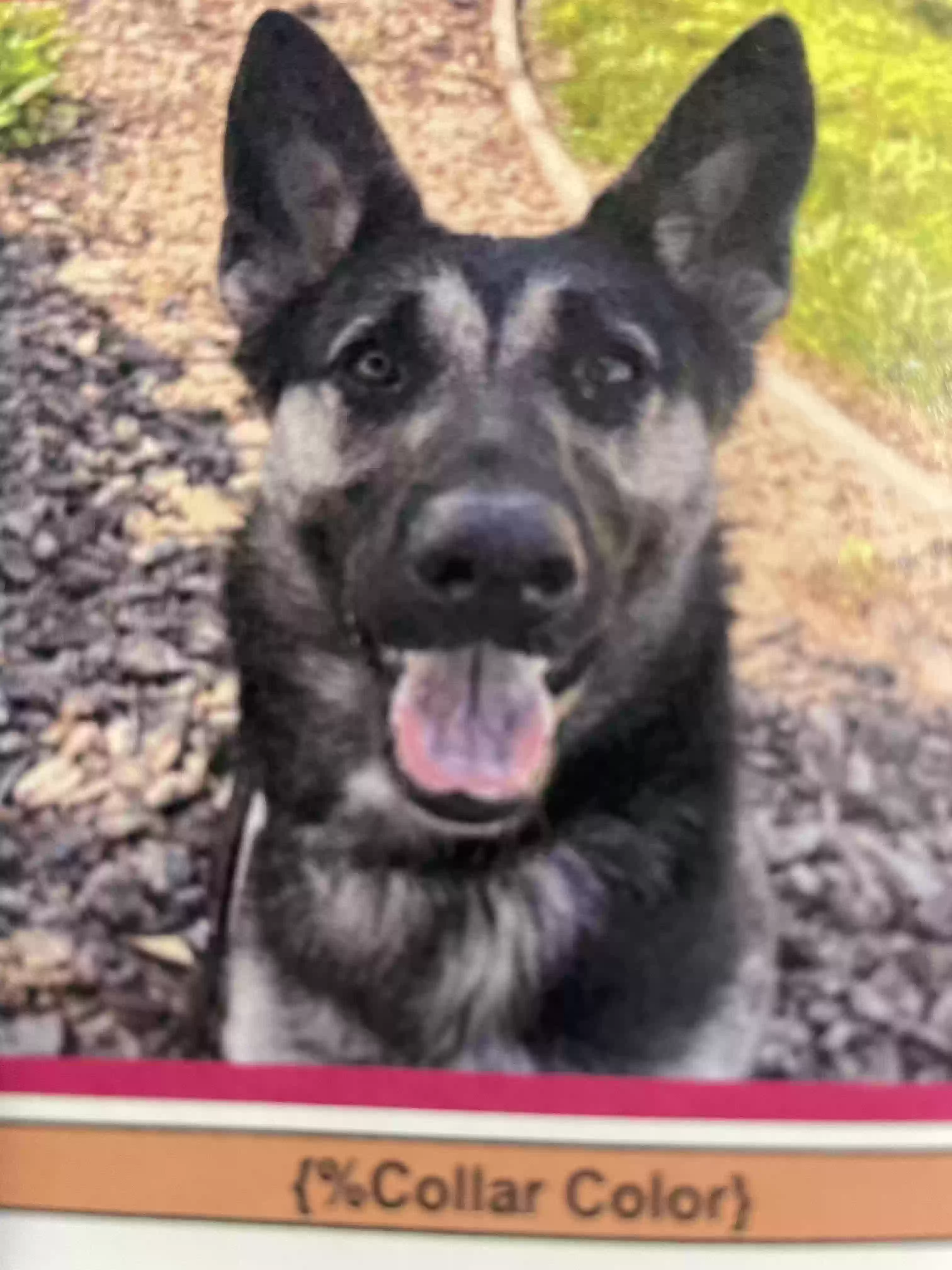 adoptable Dog in Concord,CA named Fiona