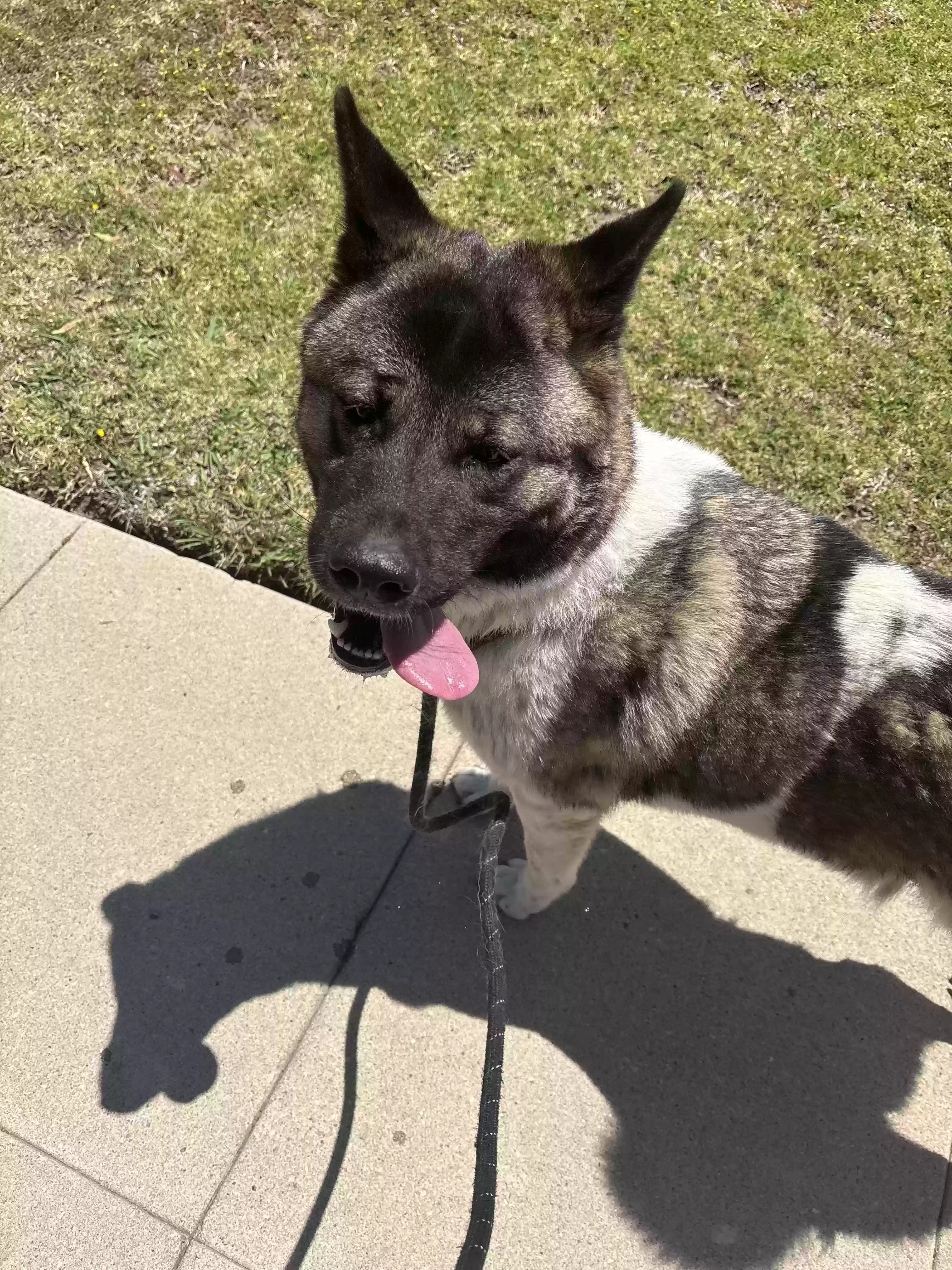 adoptable Dog in Los Angeles,CA named La la
