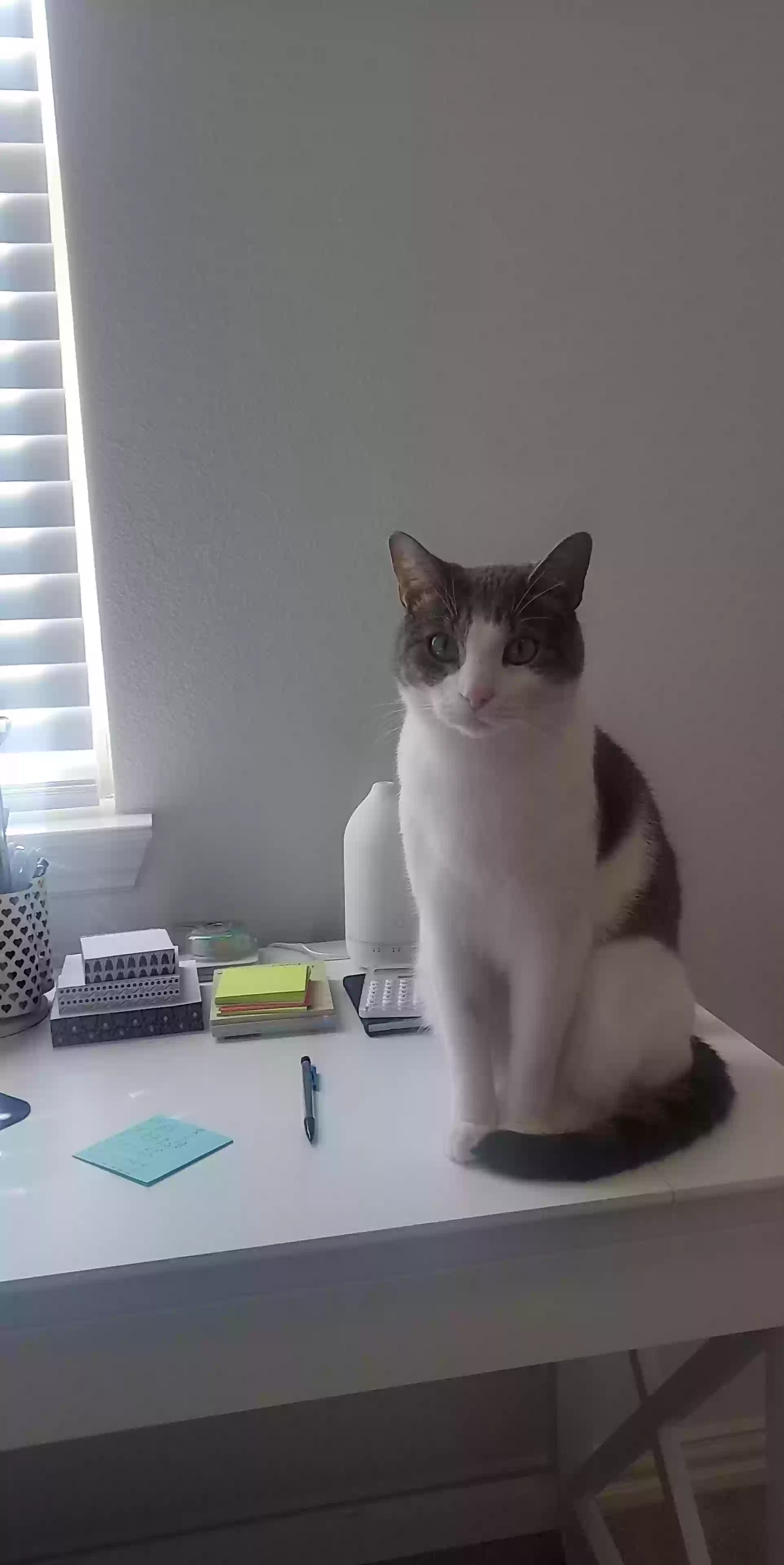 adoptable Cat in Princeton,TX named Otis