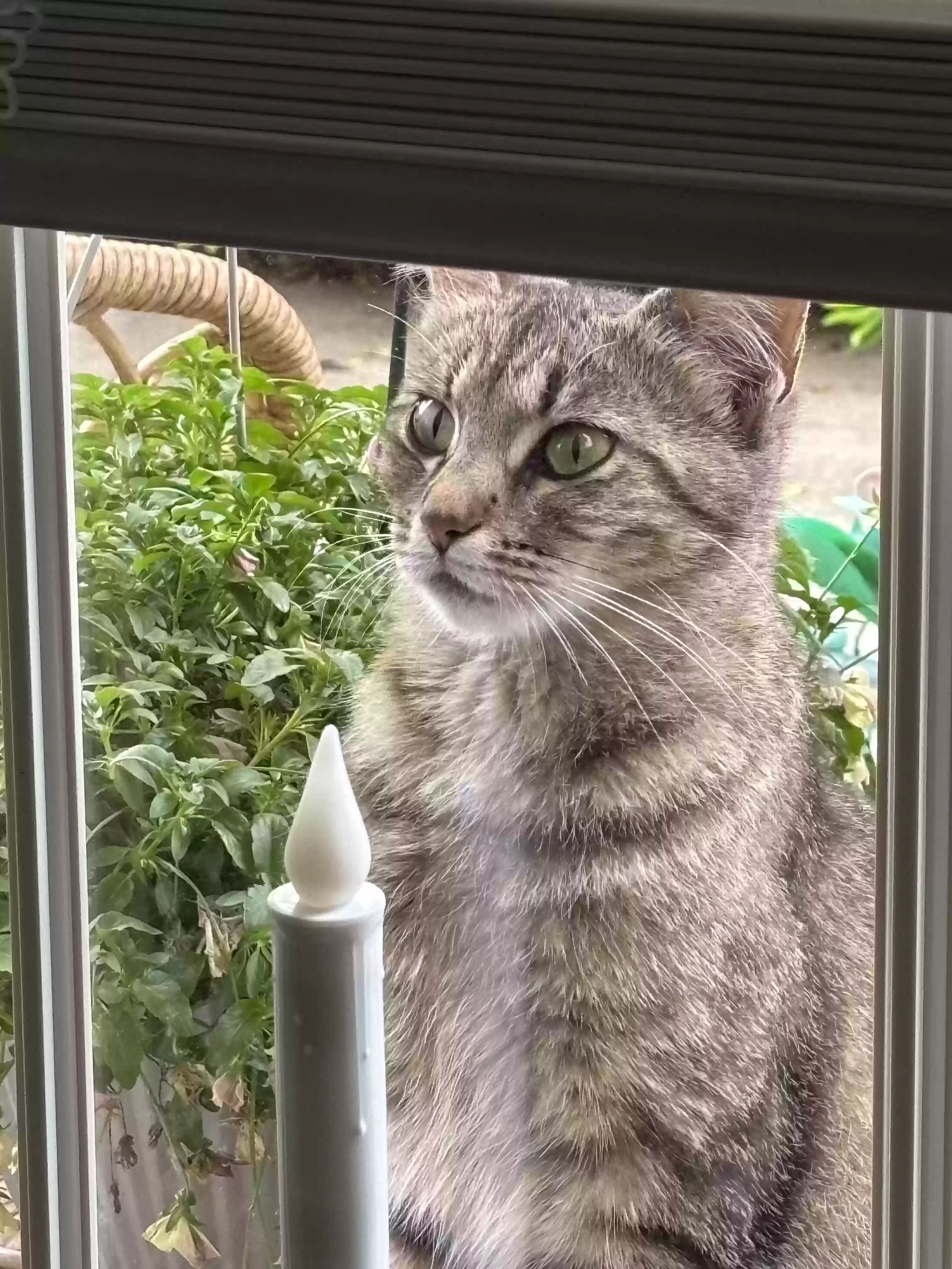 adoptable Cat in Richmond,VA named Lacey (aka Lil Mama)