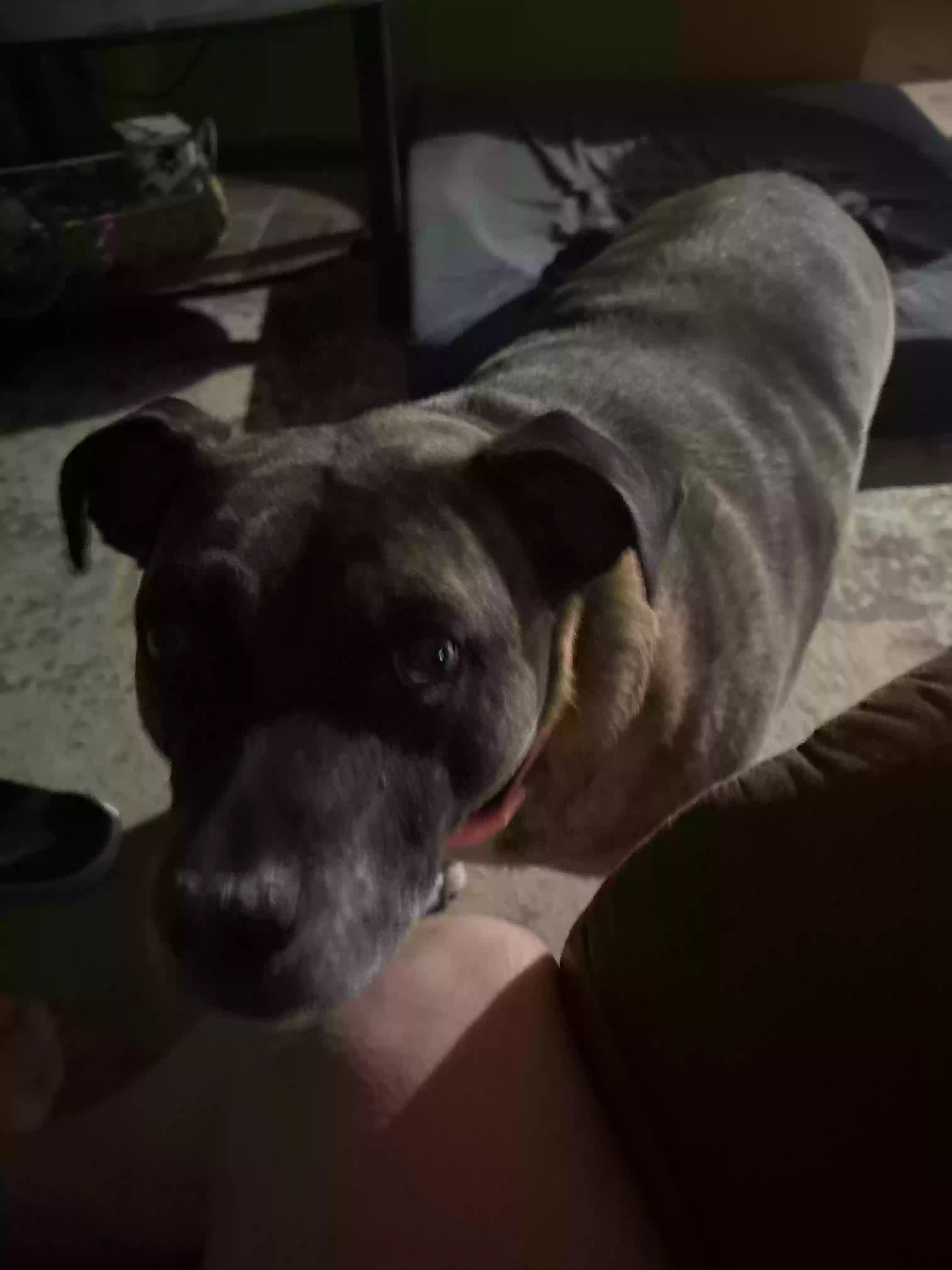 adoptable Dog in Prescott Valley,AZ named Bobbie