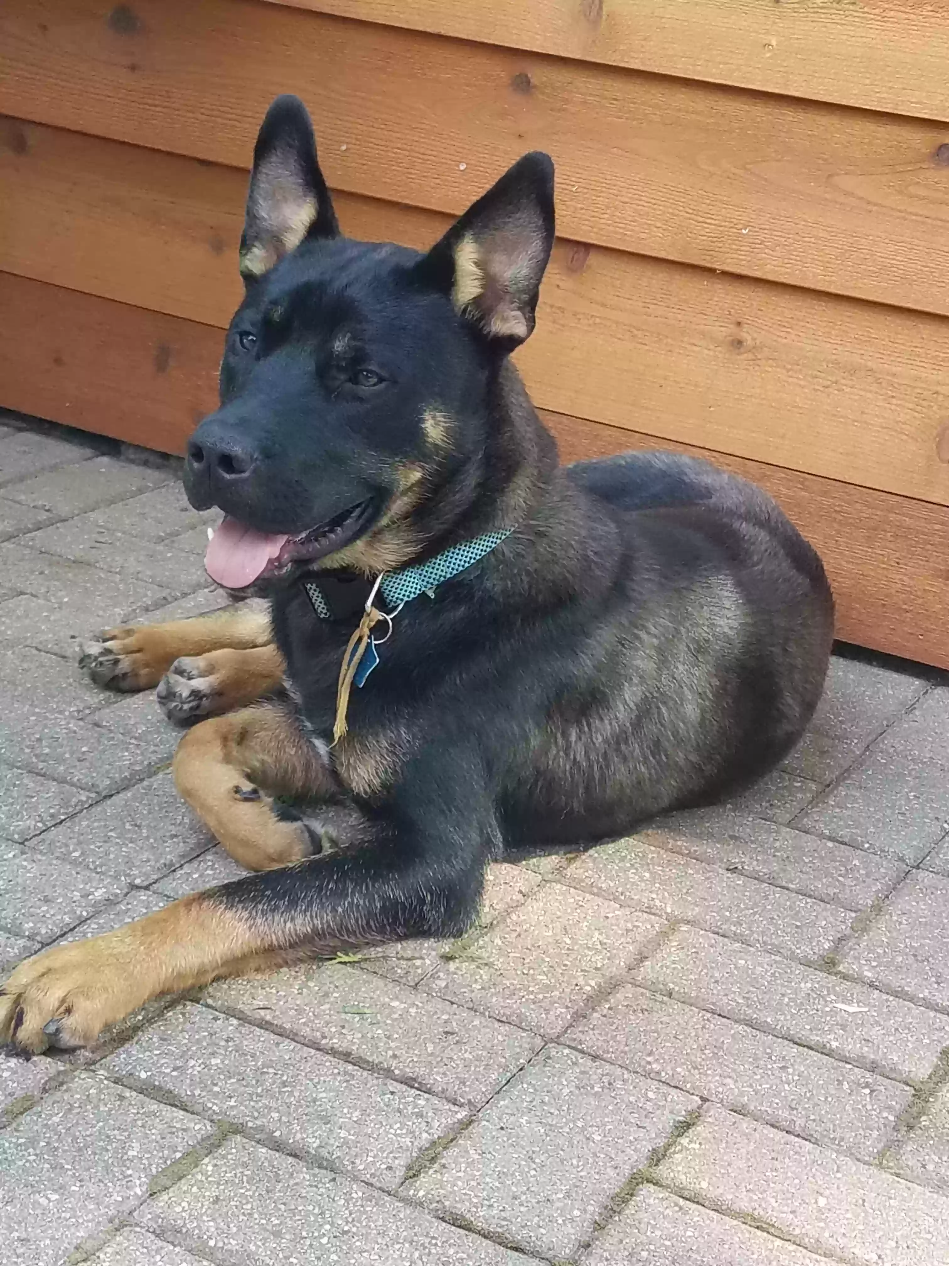 adoptable Dog in Oak Park,MI named JAX