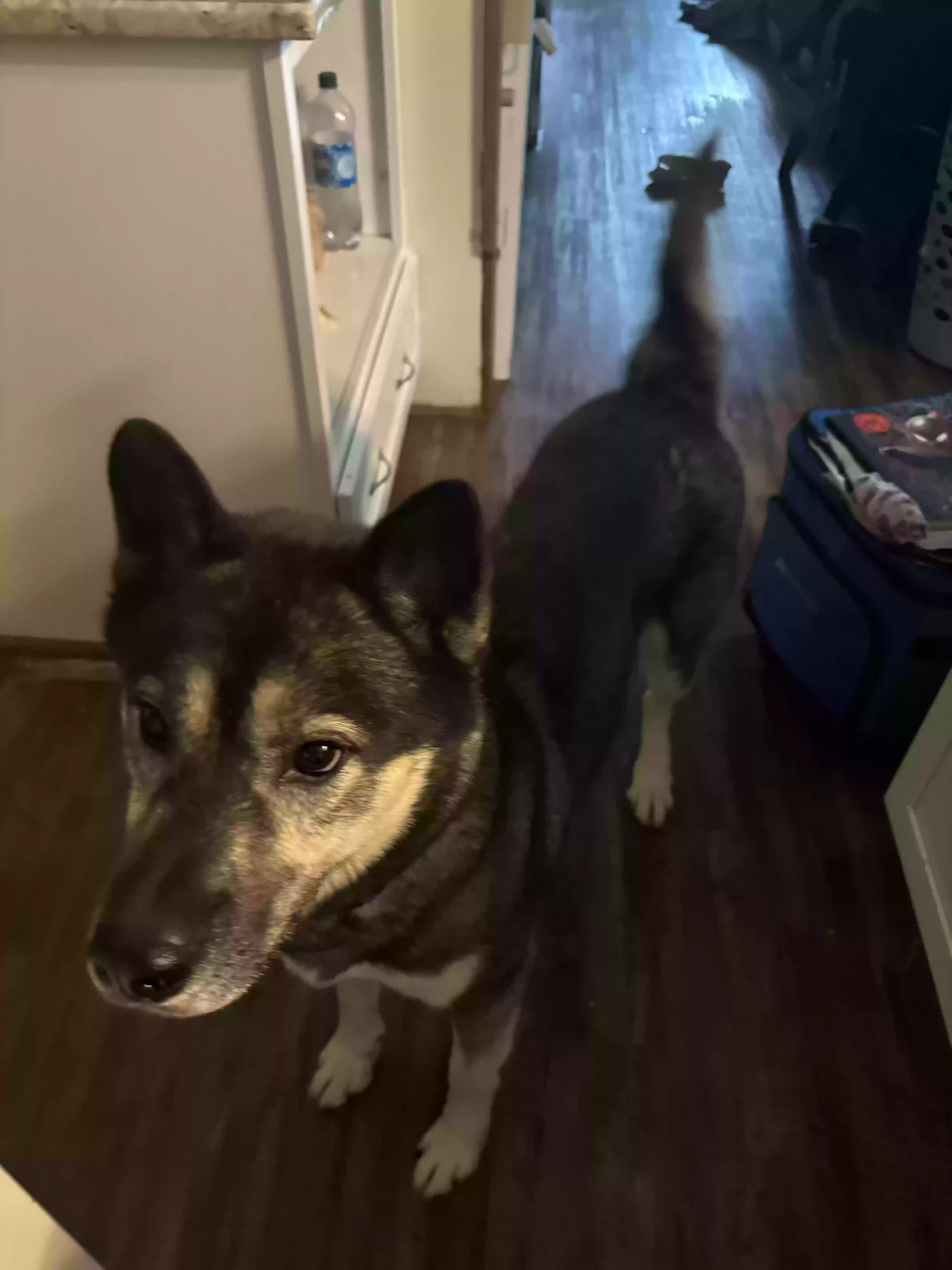 adoptable Dog in Old Bridge,NJ named Kobe