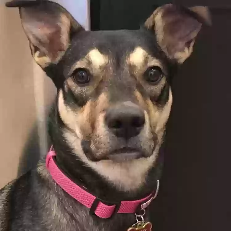 adoptable Dog in Dallas,TX named Ramona Quimby (Mony)