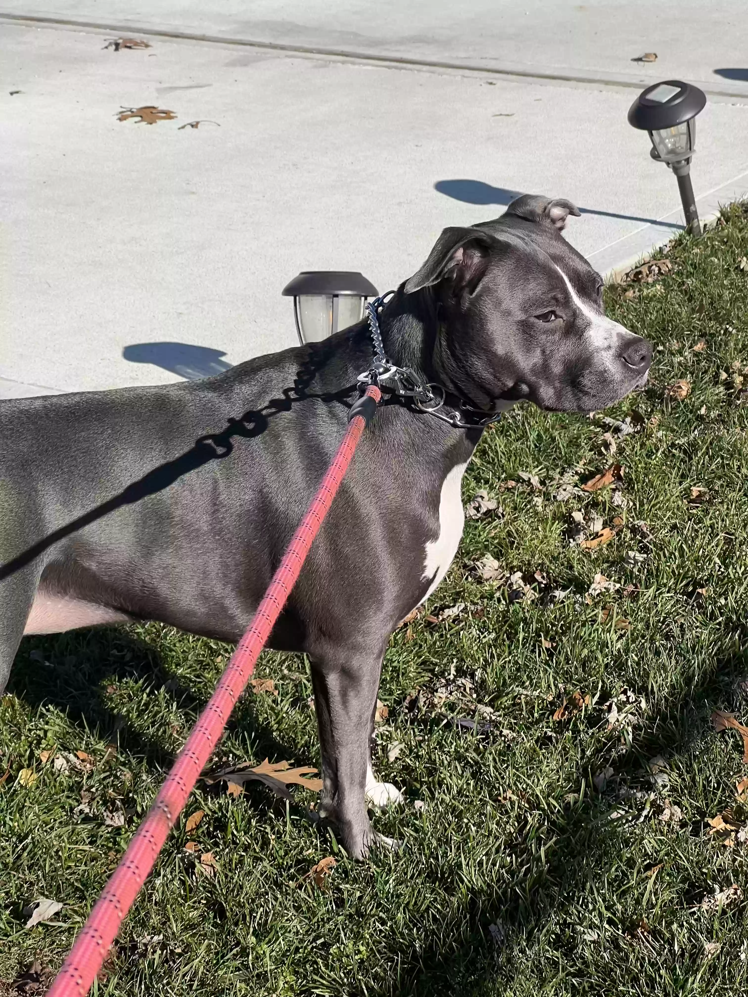 adoptable Dog in Wyandanch,NY named Storm