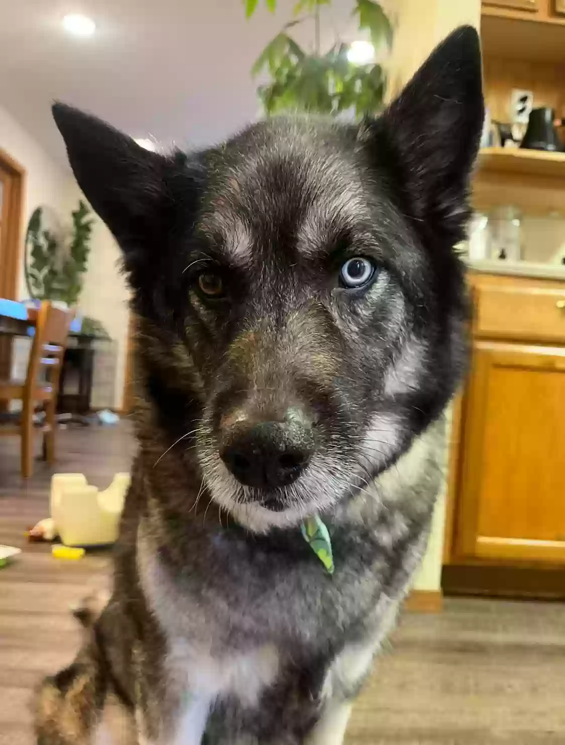 adoptable Dog in Brookings,SD named Lucy