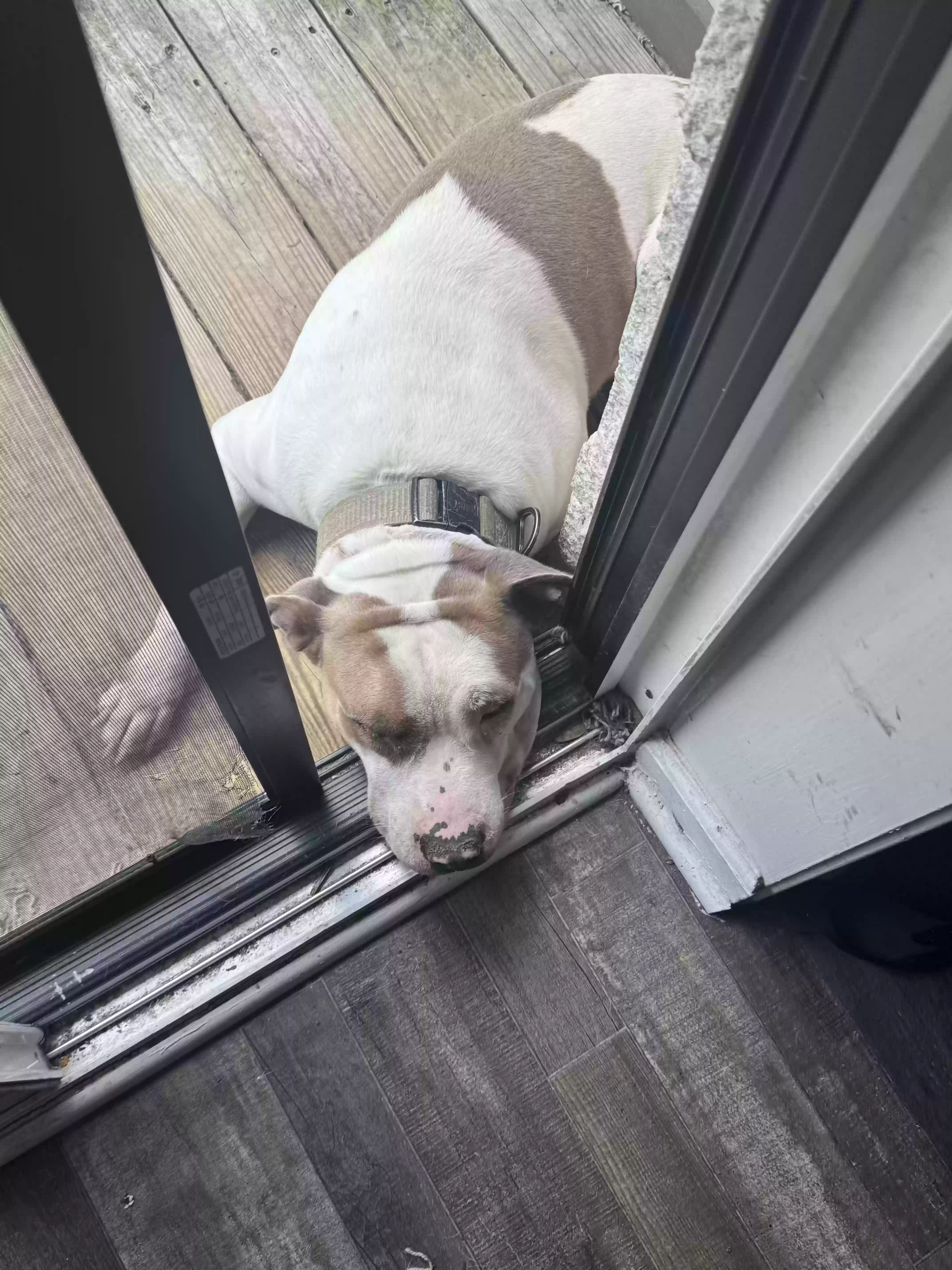 adoptable Dog in Atlanta,GA named Whiskey