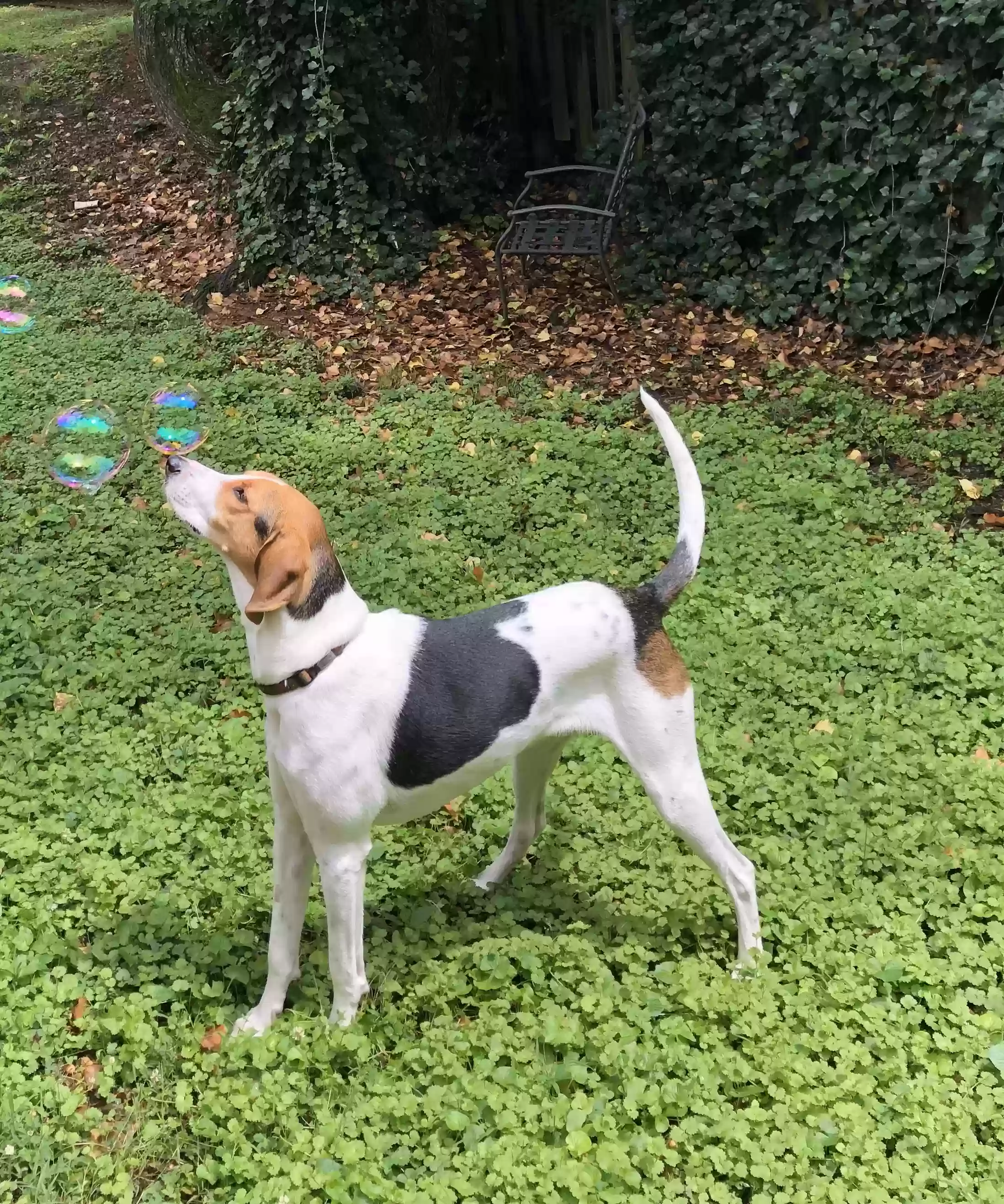 adoptable Dog in Raleigh,NC named Rudy