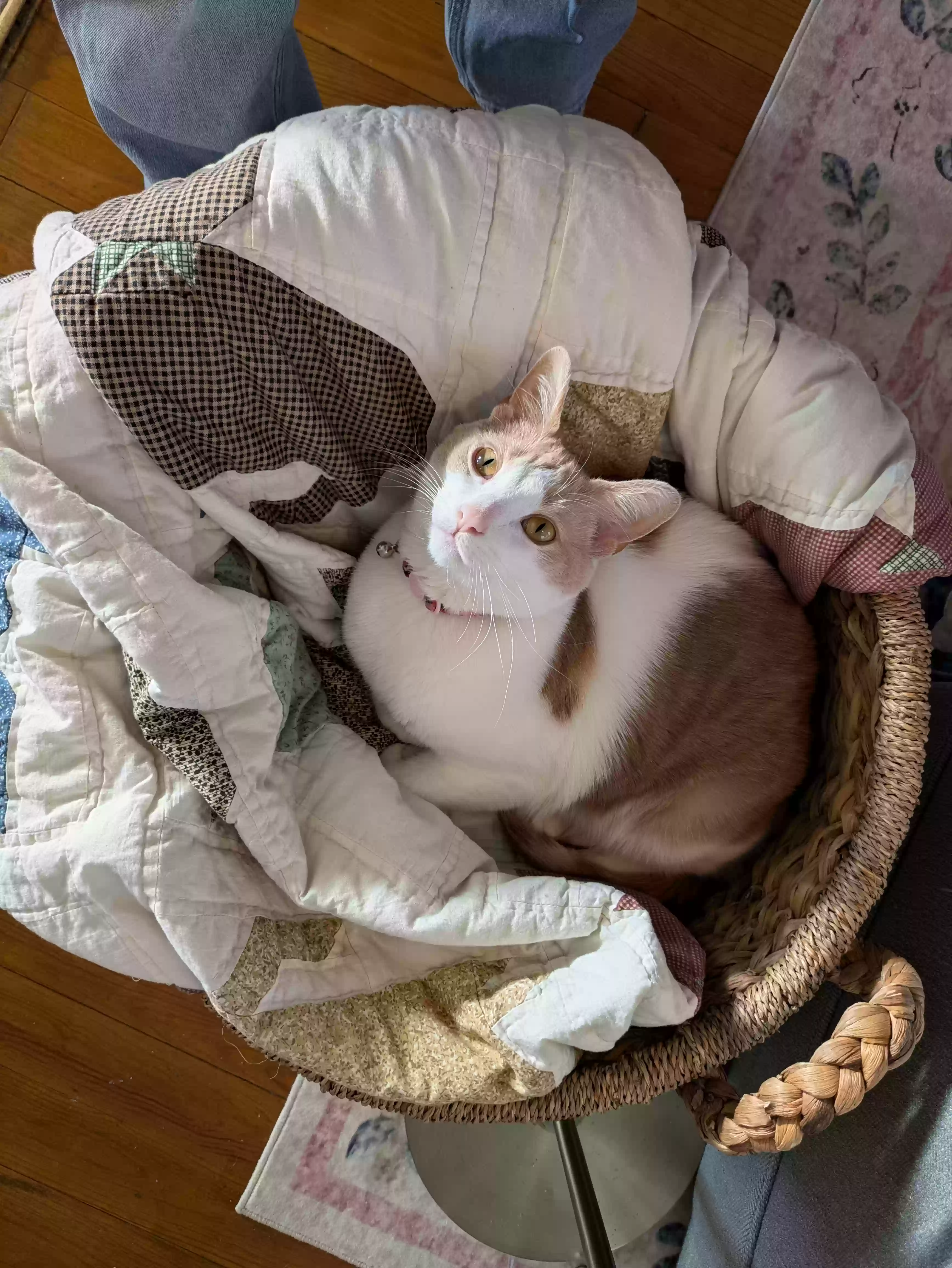 adoptable Cat in Allegan,MI named Carmellow