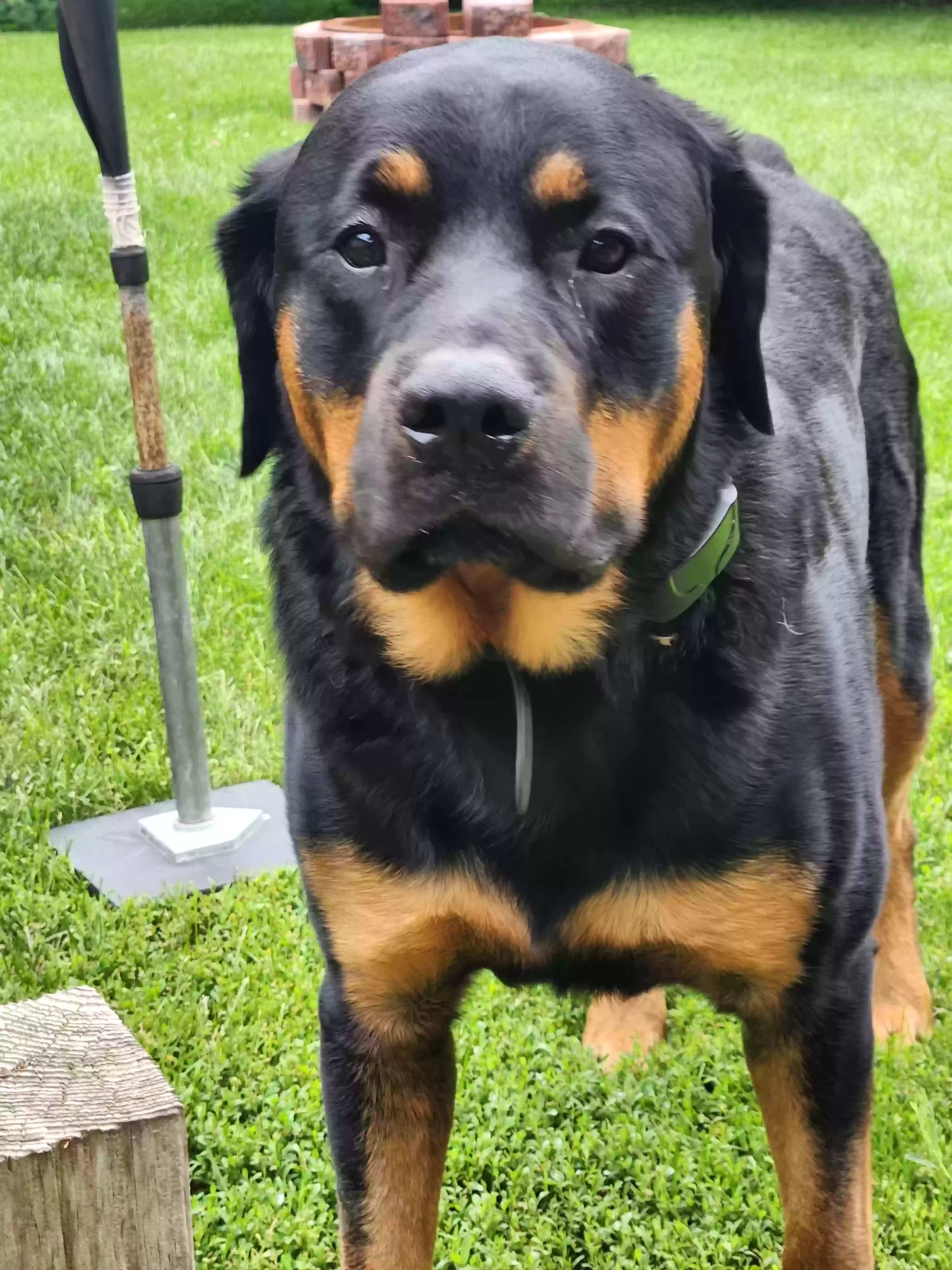 adoptable Dog in Muskego,WI named Apollo