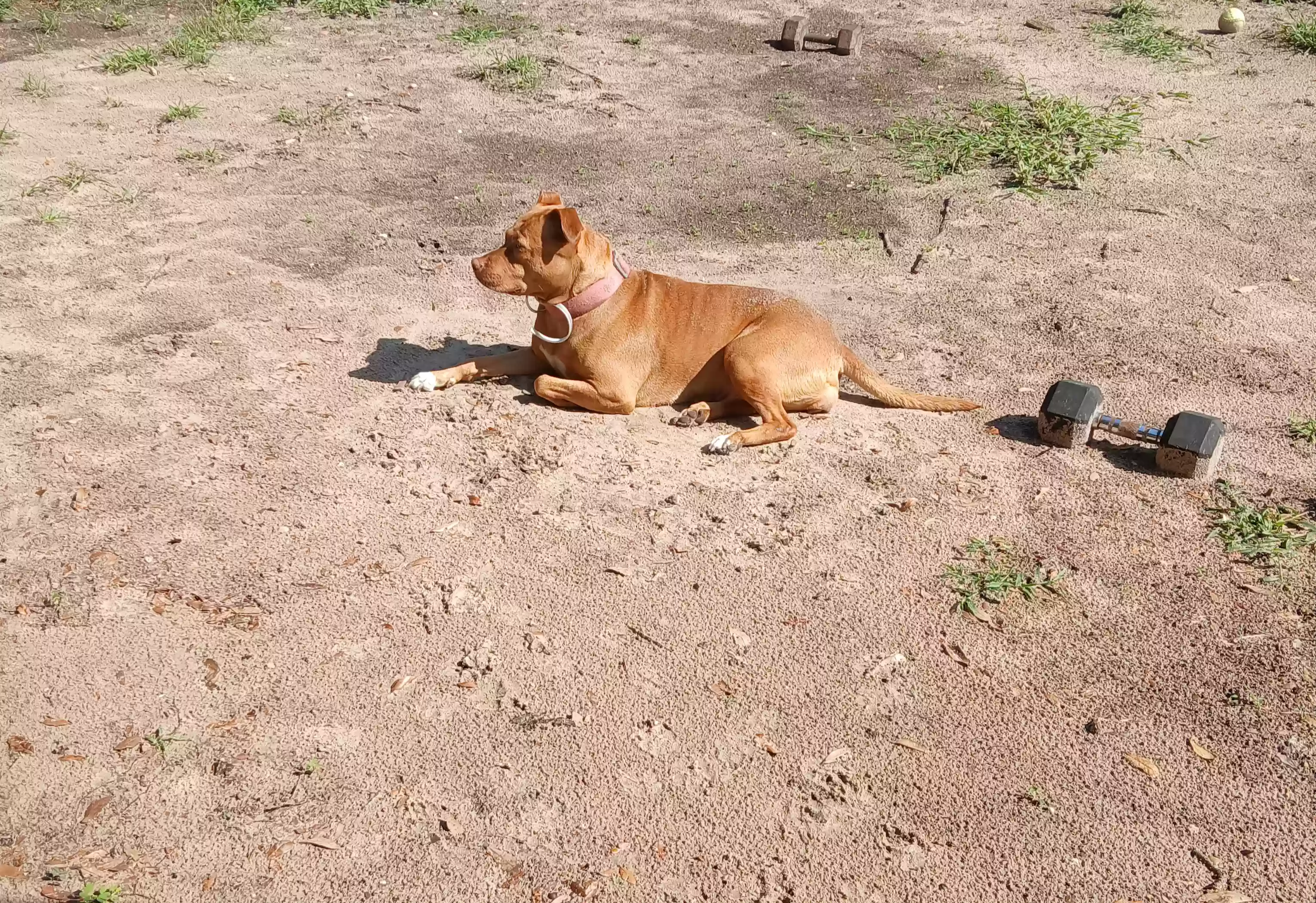 adoptable Dog in Zephyrhills,FL named Whitestep