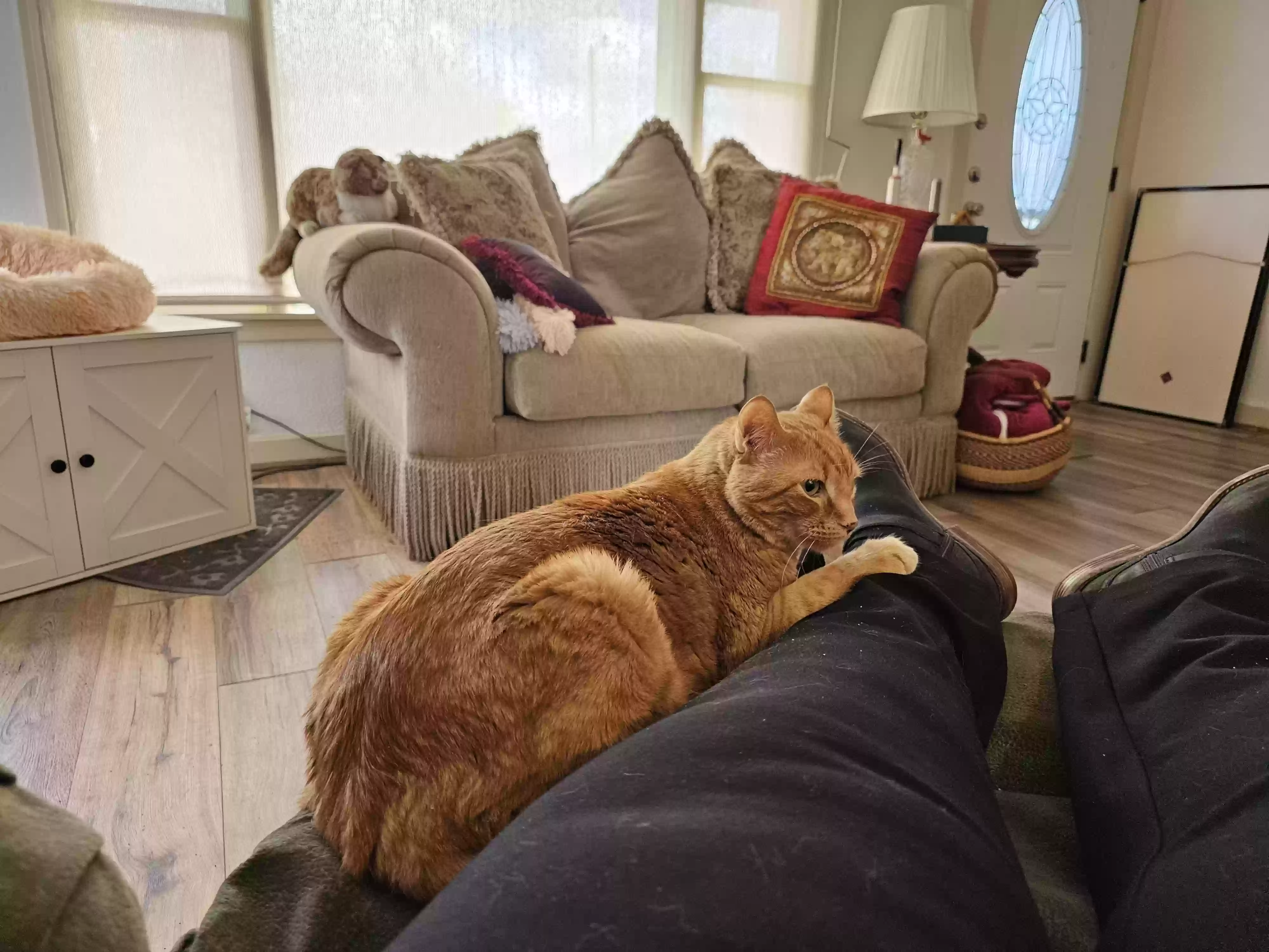 adoptable Cat in Abilene,TX named Stanley