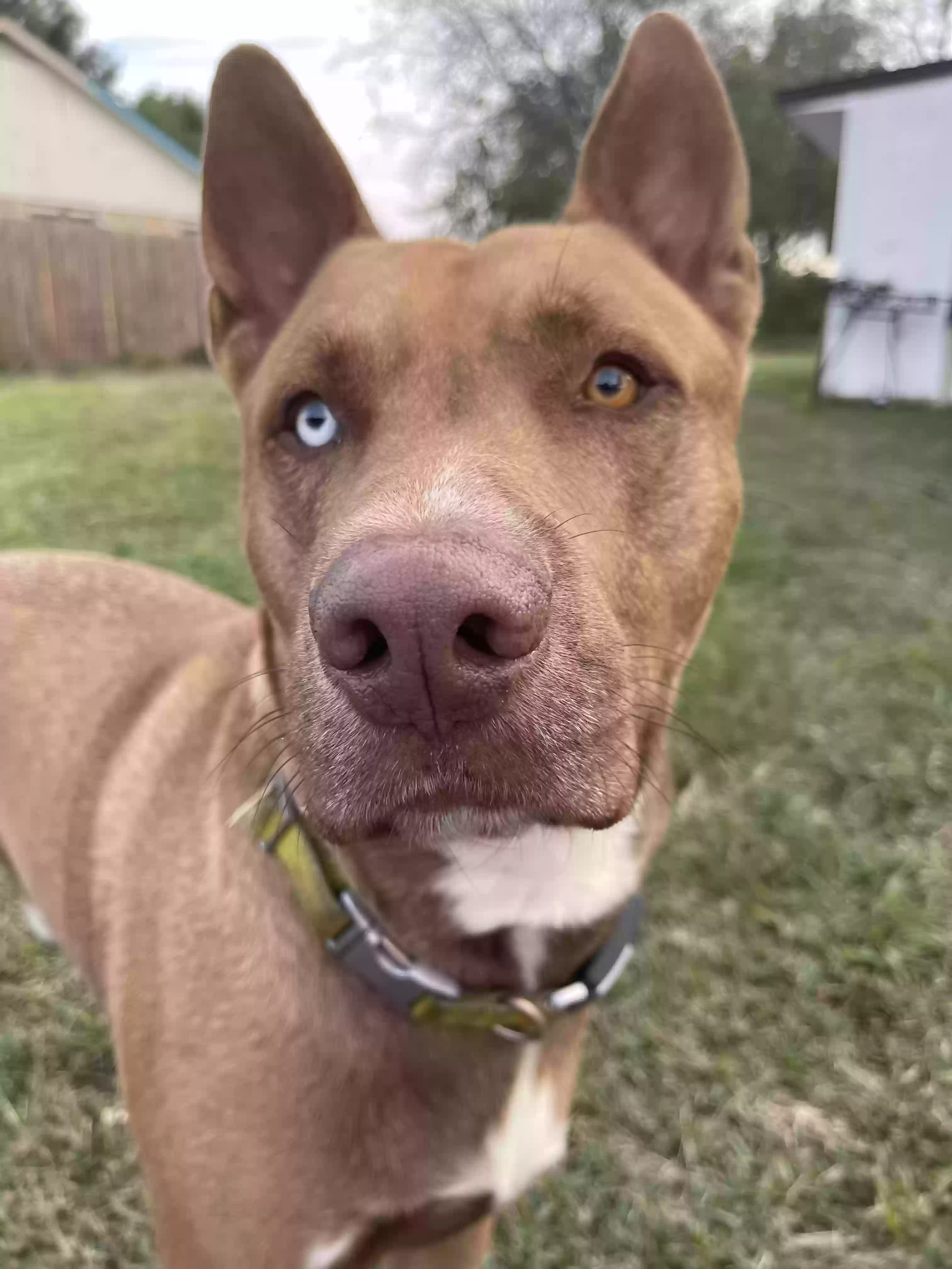 adoptable Dog in Fort Worth,TX named Blue