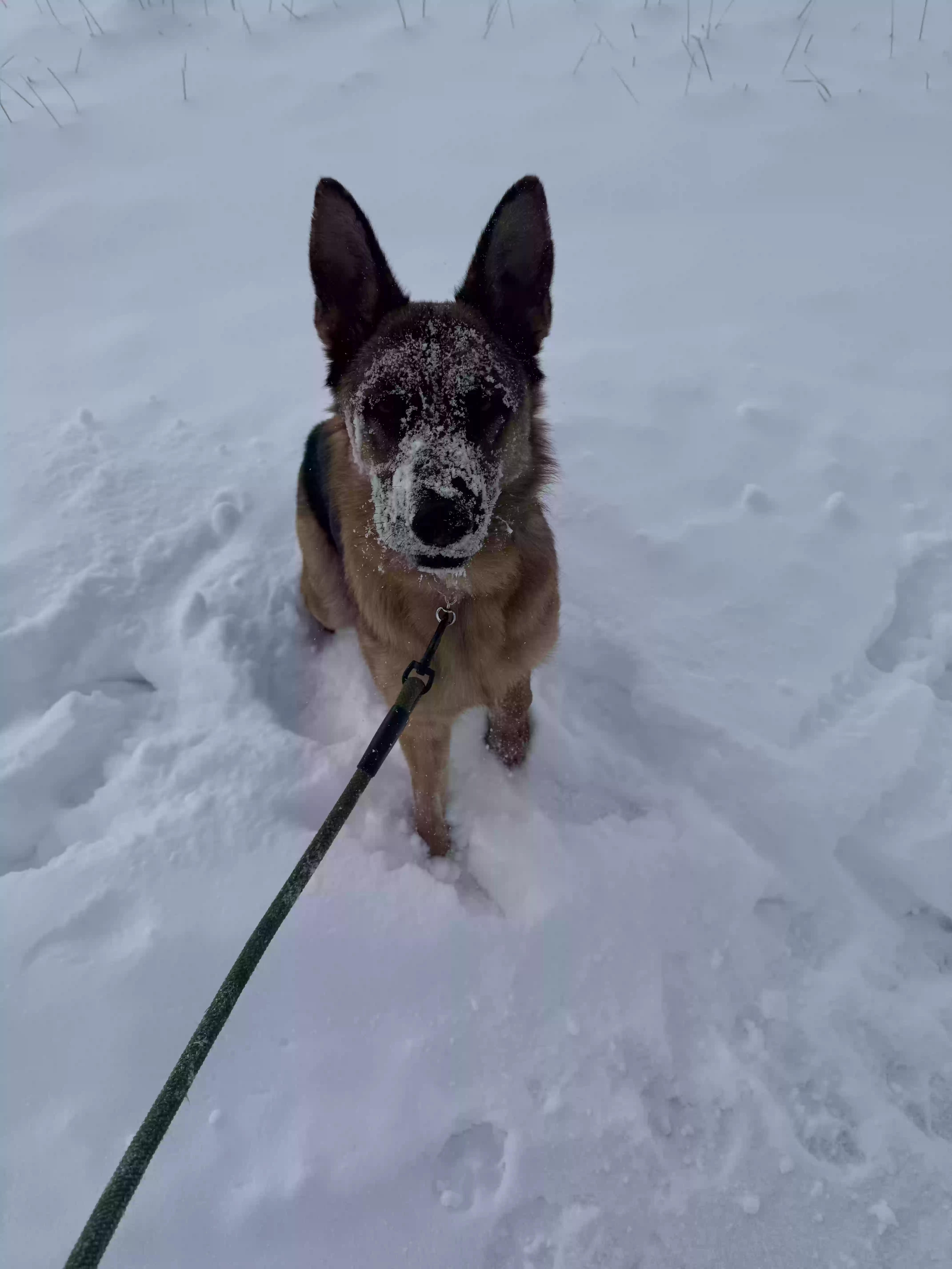 adoptable Dog in Louisville,CO named Hans