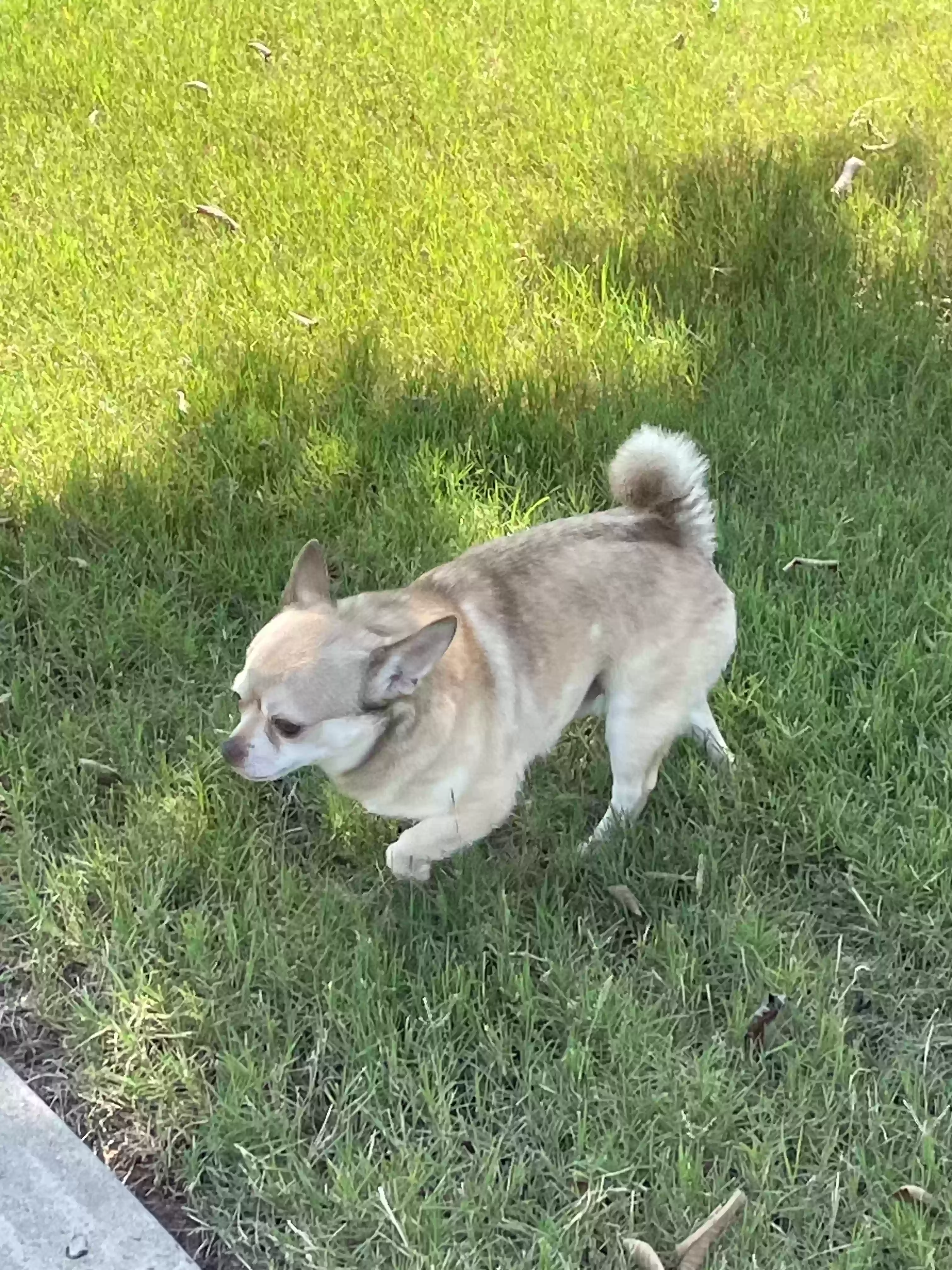 adoptable Dog in Marietta,GA named Henny