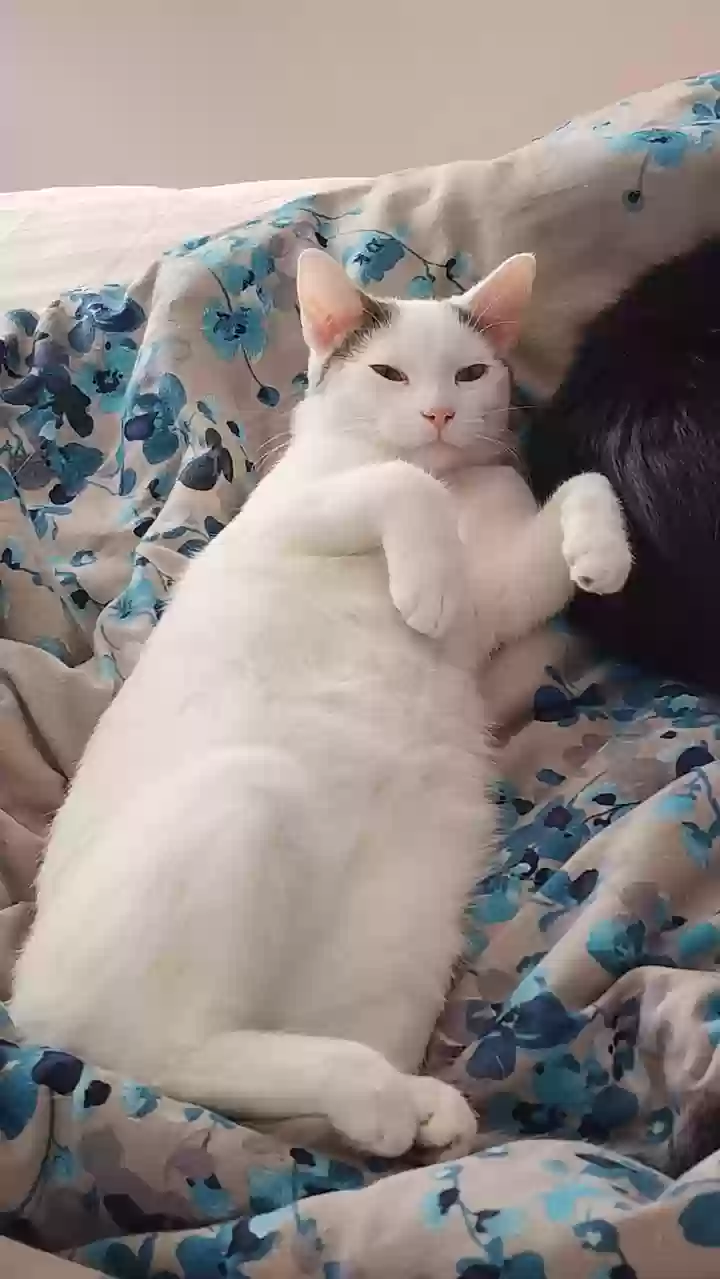 adoptable Cat in Lincolnshire,IL named Yoshi